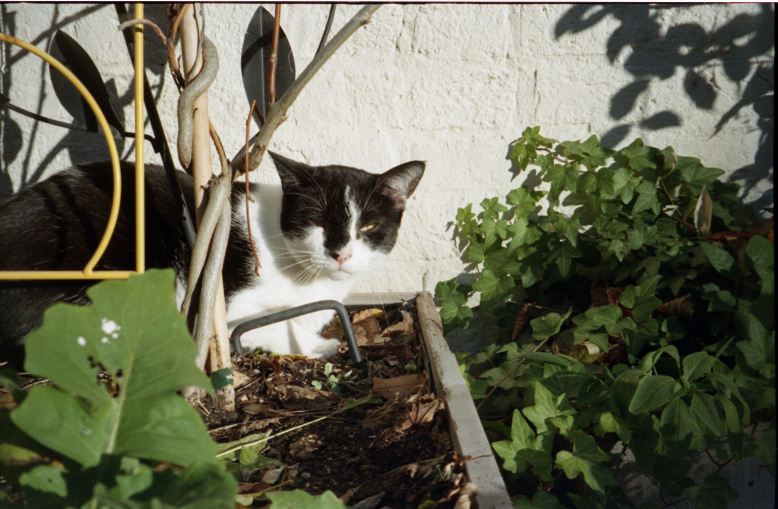 cameras and cats myles katherine-10.jpg