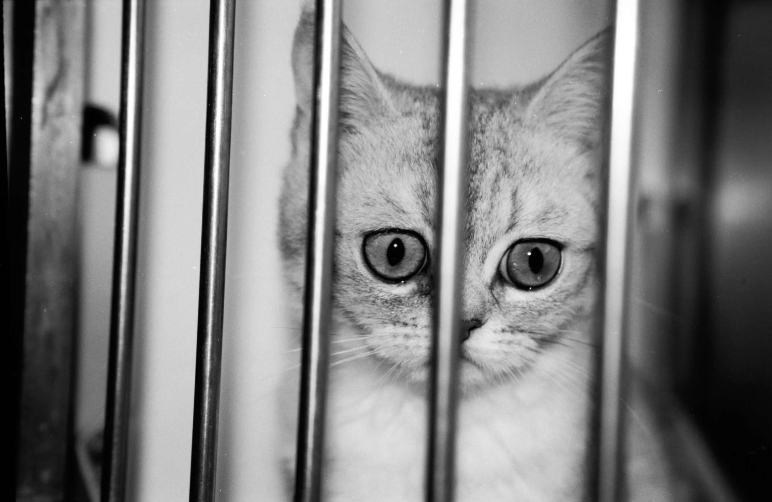 cameras and cats myles katherine-4.jpg