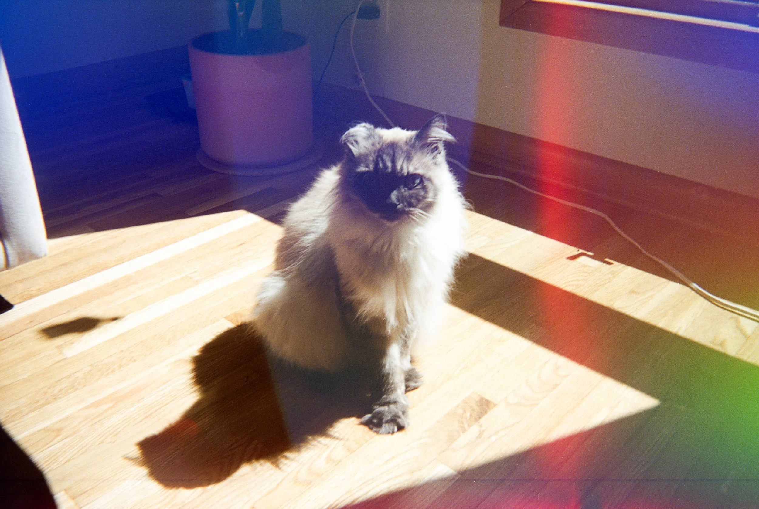 cameras and cats myles katherine-3.jpg