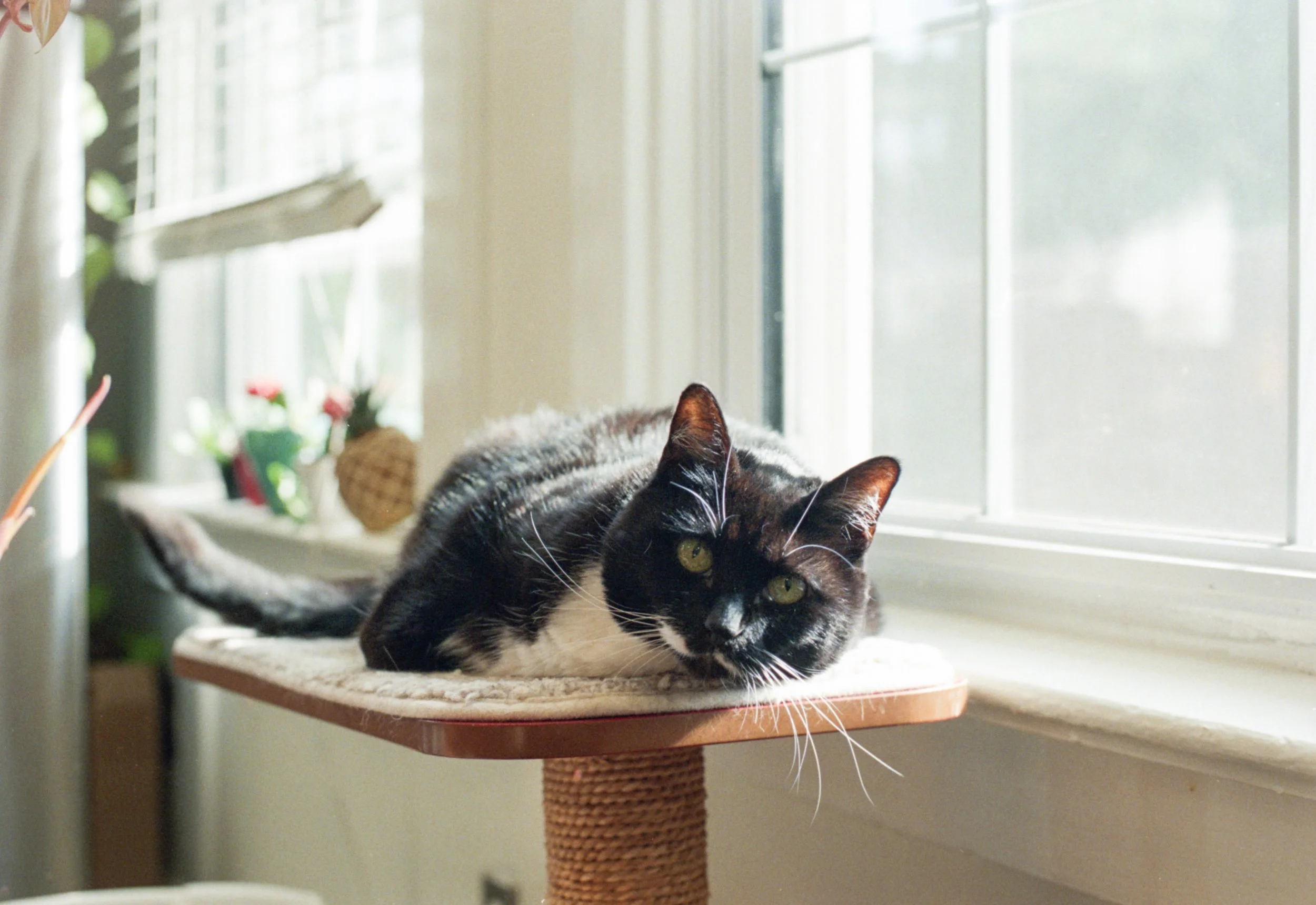 cameras and cats myles katherine-5.jpg