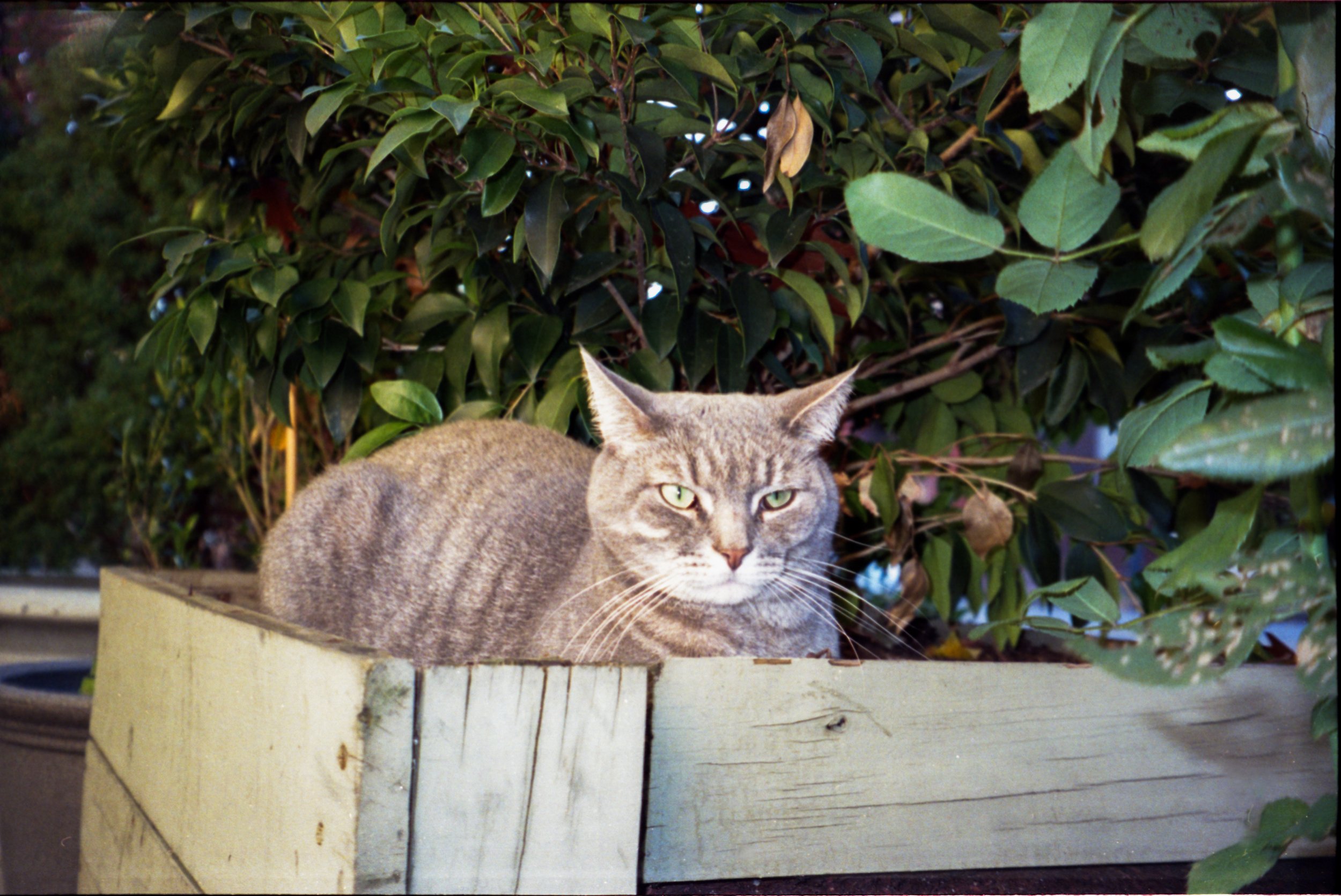 cameras and cats myles katherine-11.jpg