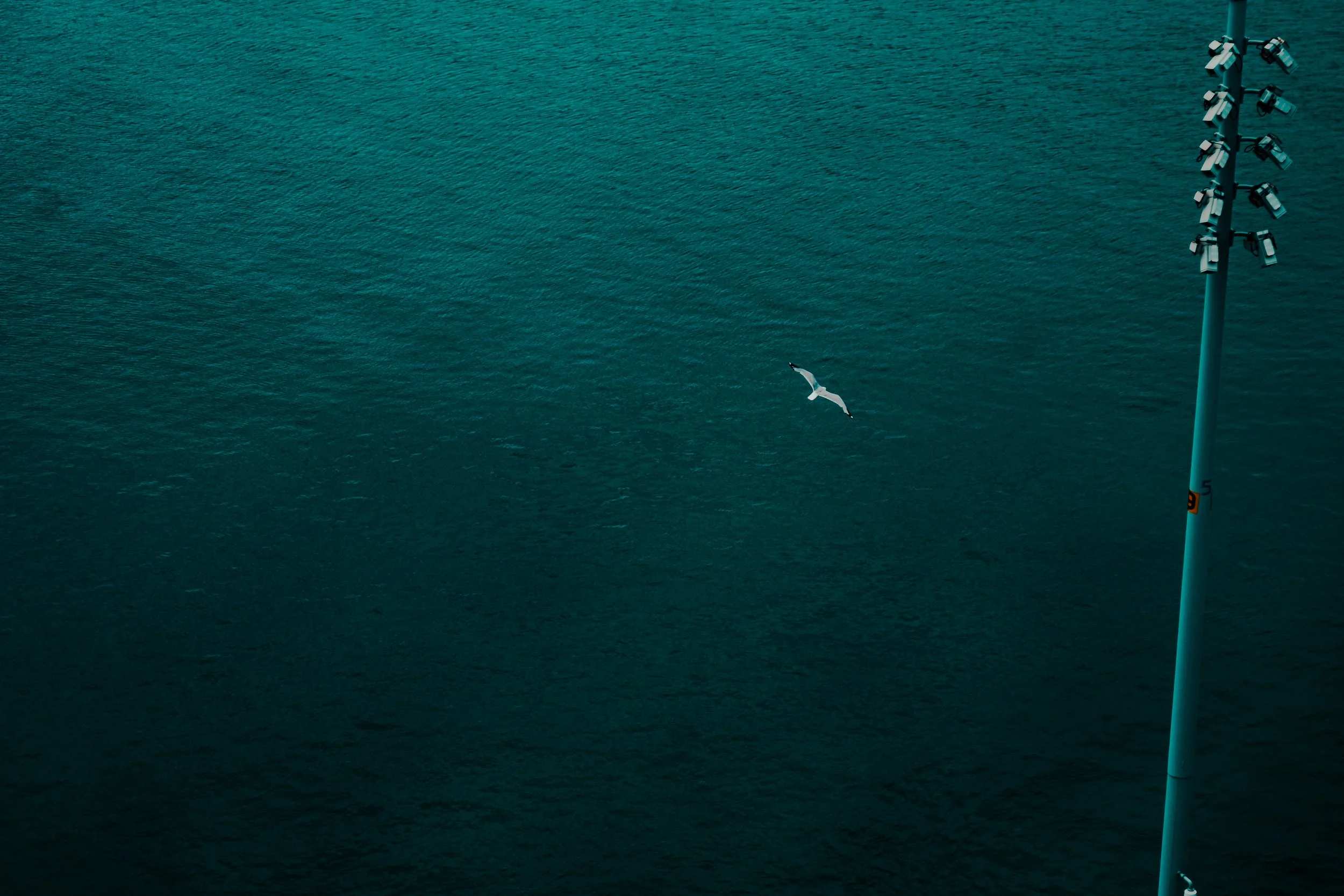 A seagull flying over dark green water next to a tall pole with multiple security cameras or lights attached.