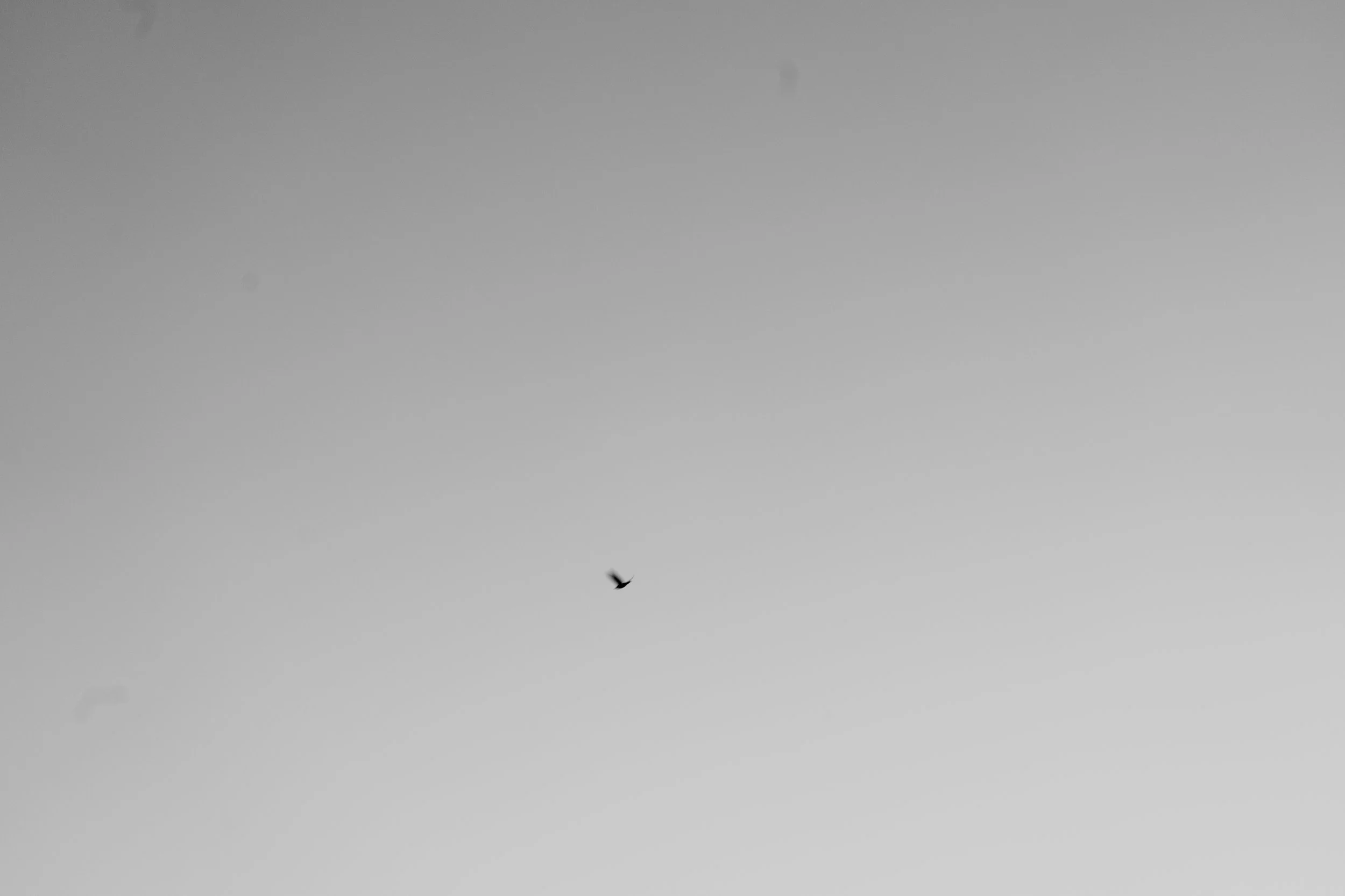 A single bird flying in the sky during daylight with gray clouds.