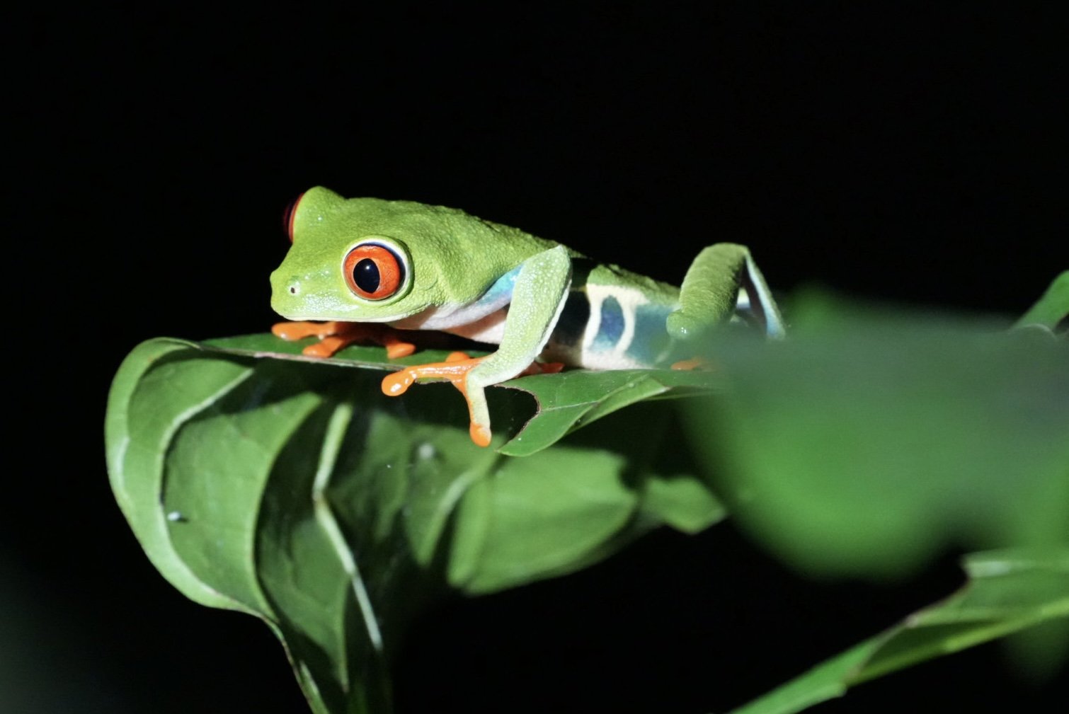 A green tree frog with bright red eyes perched on a green leaf against a black background.
