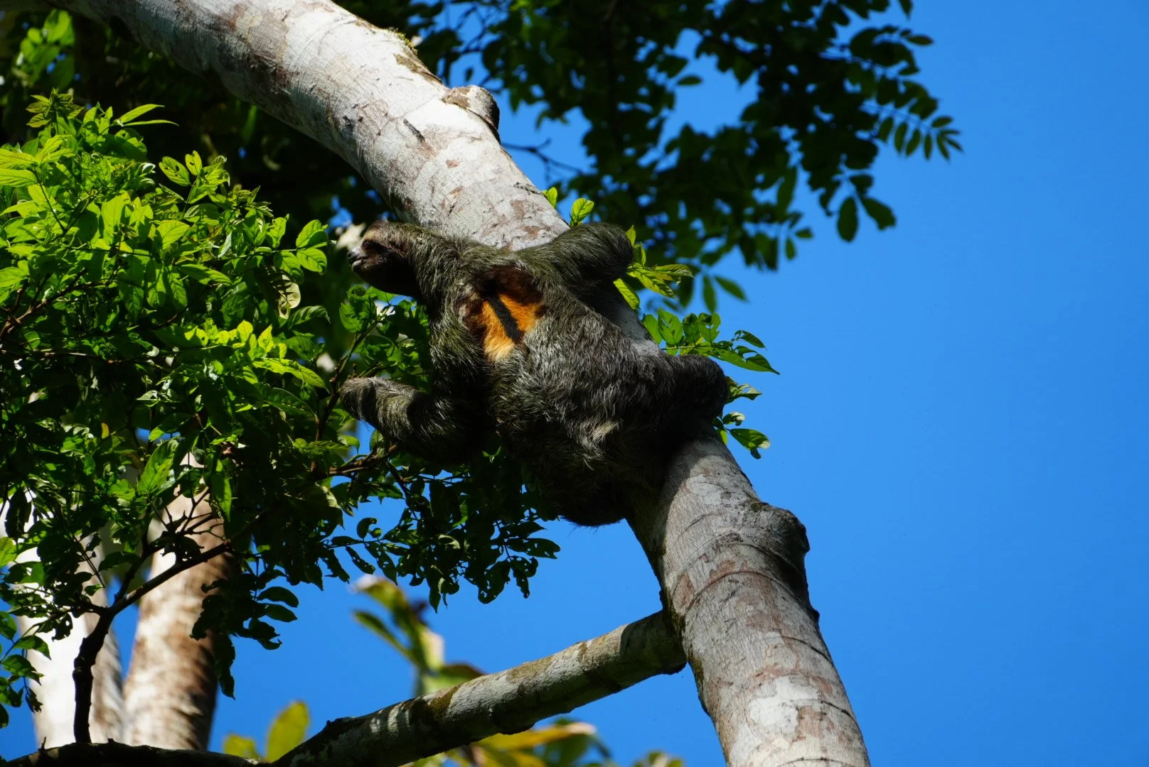 A sloth with dark fur and orange patches on its chest climbing a tree in a lush green forest against a bright blue sky.