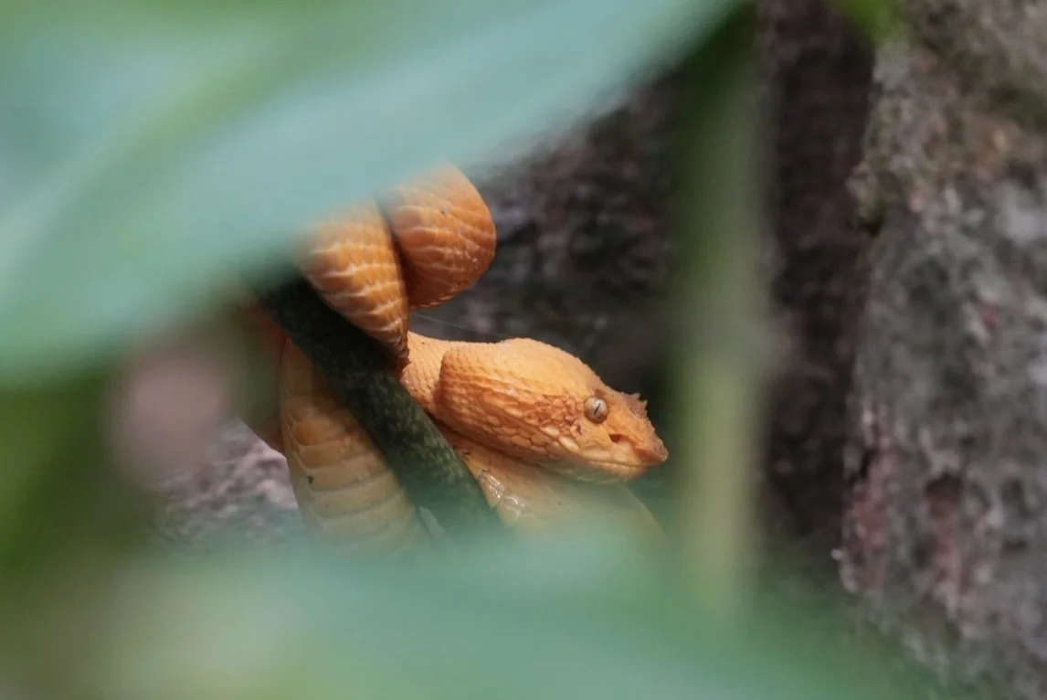 Close-up of an orange snake slithering on the ground, partially obscured by green leaves.