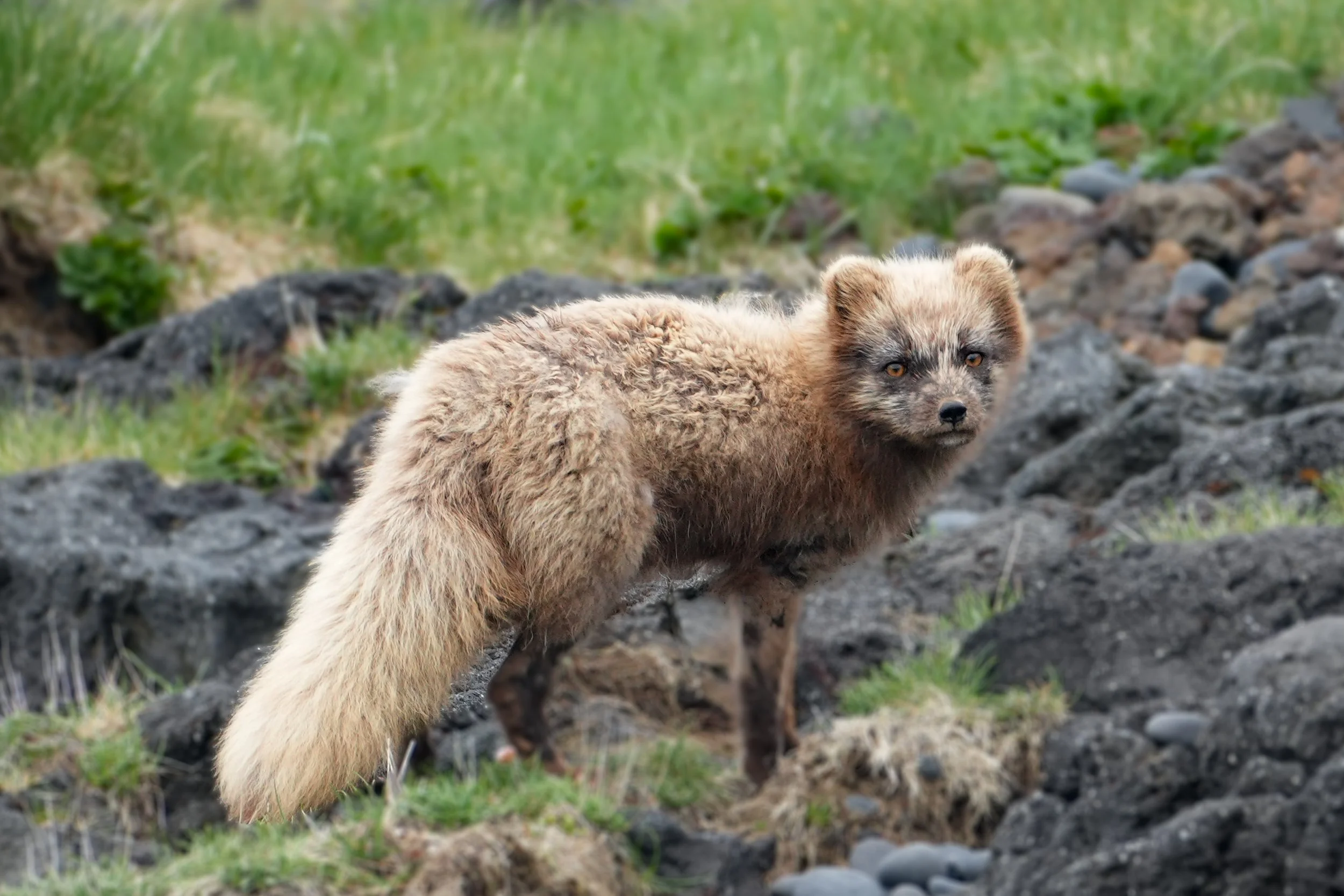 A young brown bear standing on a rocky terrain with greenery in the background.