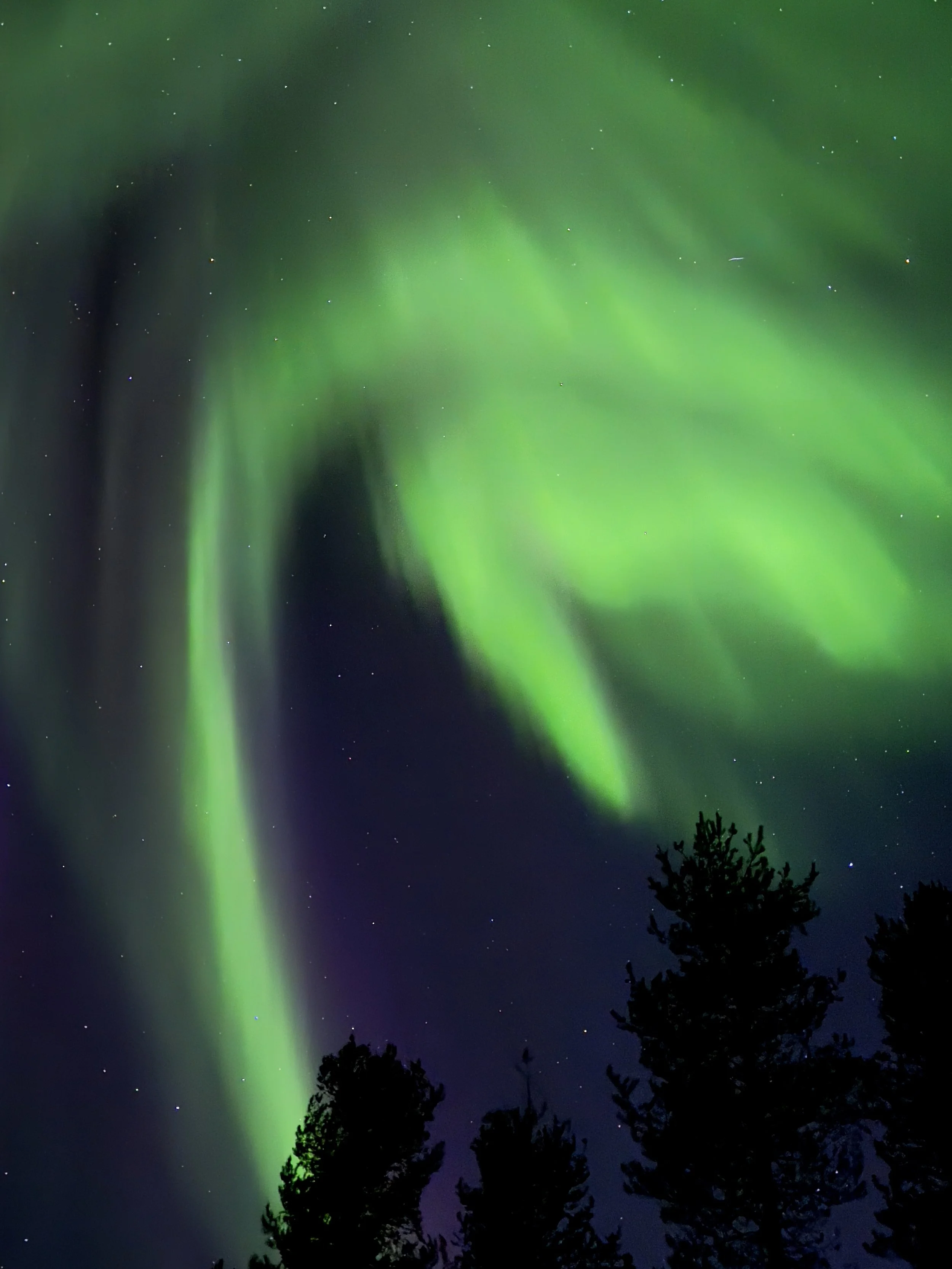 Northern lights or aurora borealis glowing green in the night sky above silhouettes of trees.