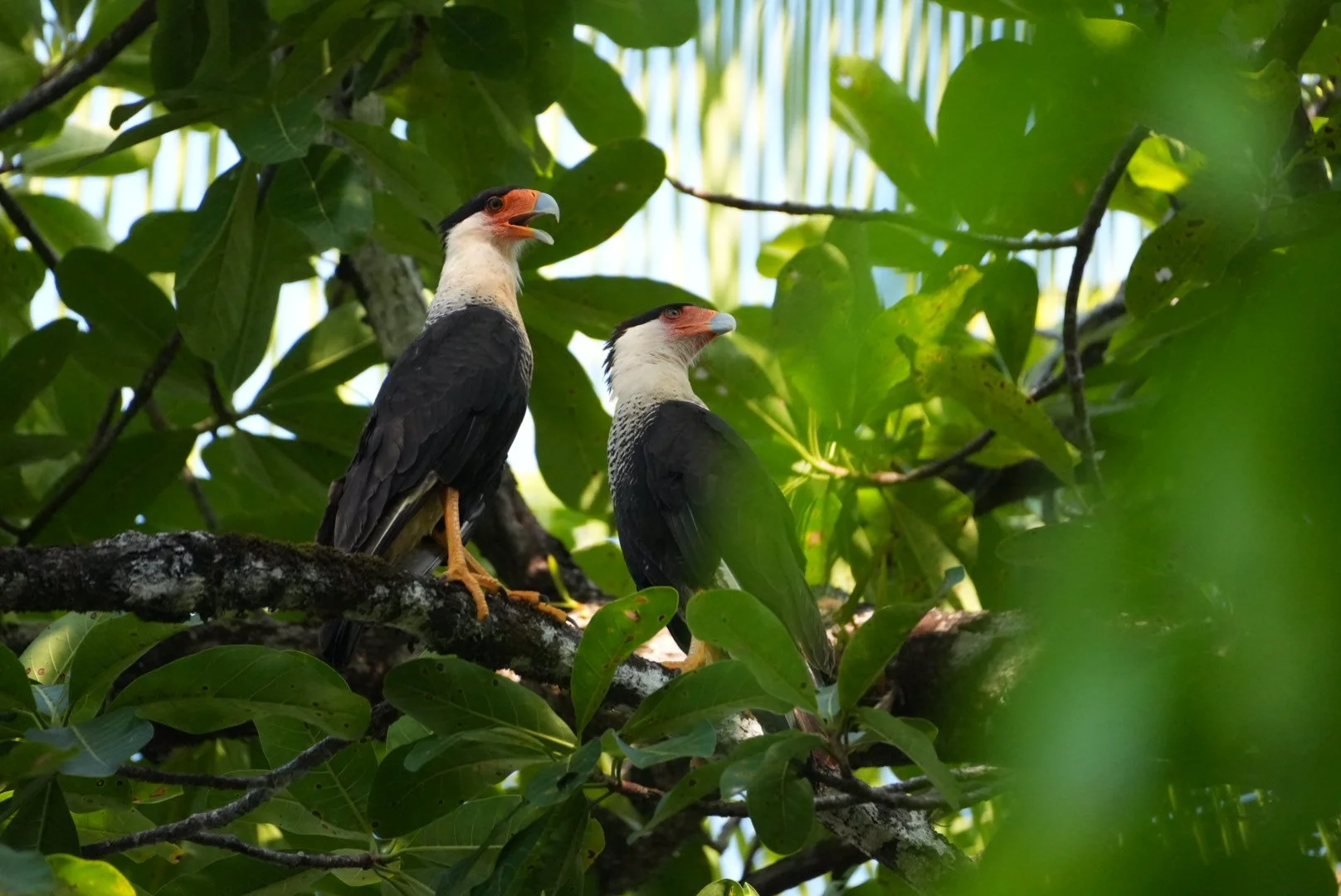 Two hornbills perched on a tree branch surrounded by green leaves.