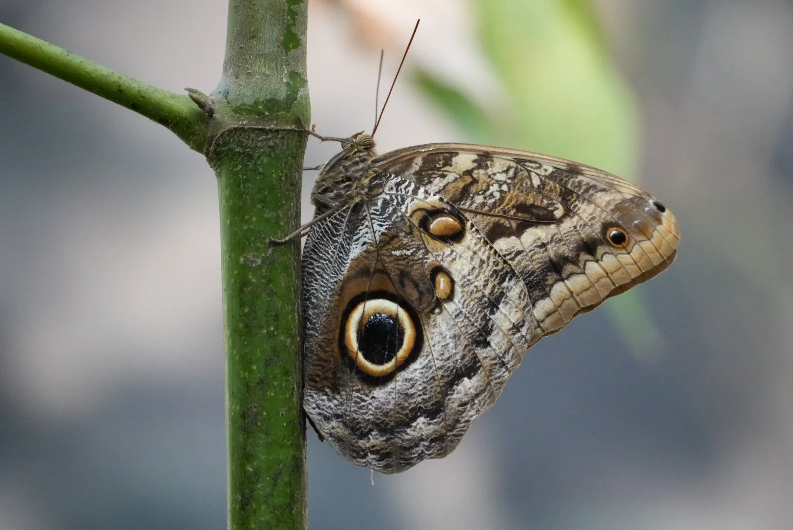 Close-up of a butterfly with eye patterns on its wings, attached to a green plant stem.