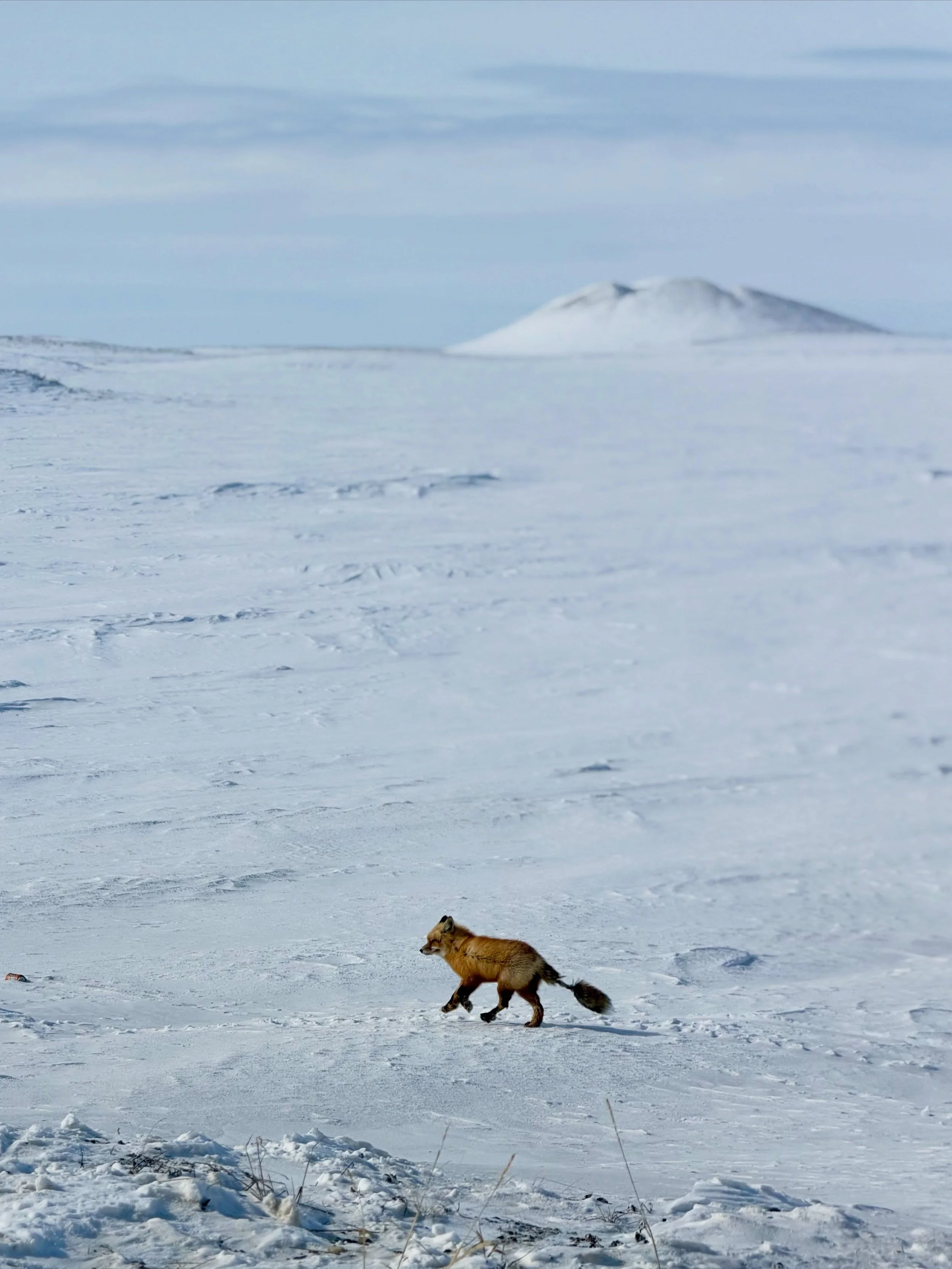 A fox walking across a snow-covered landscape with mountains in the background.
