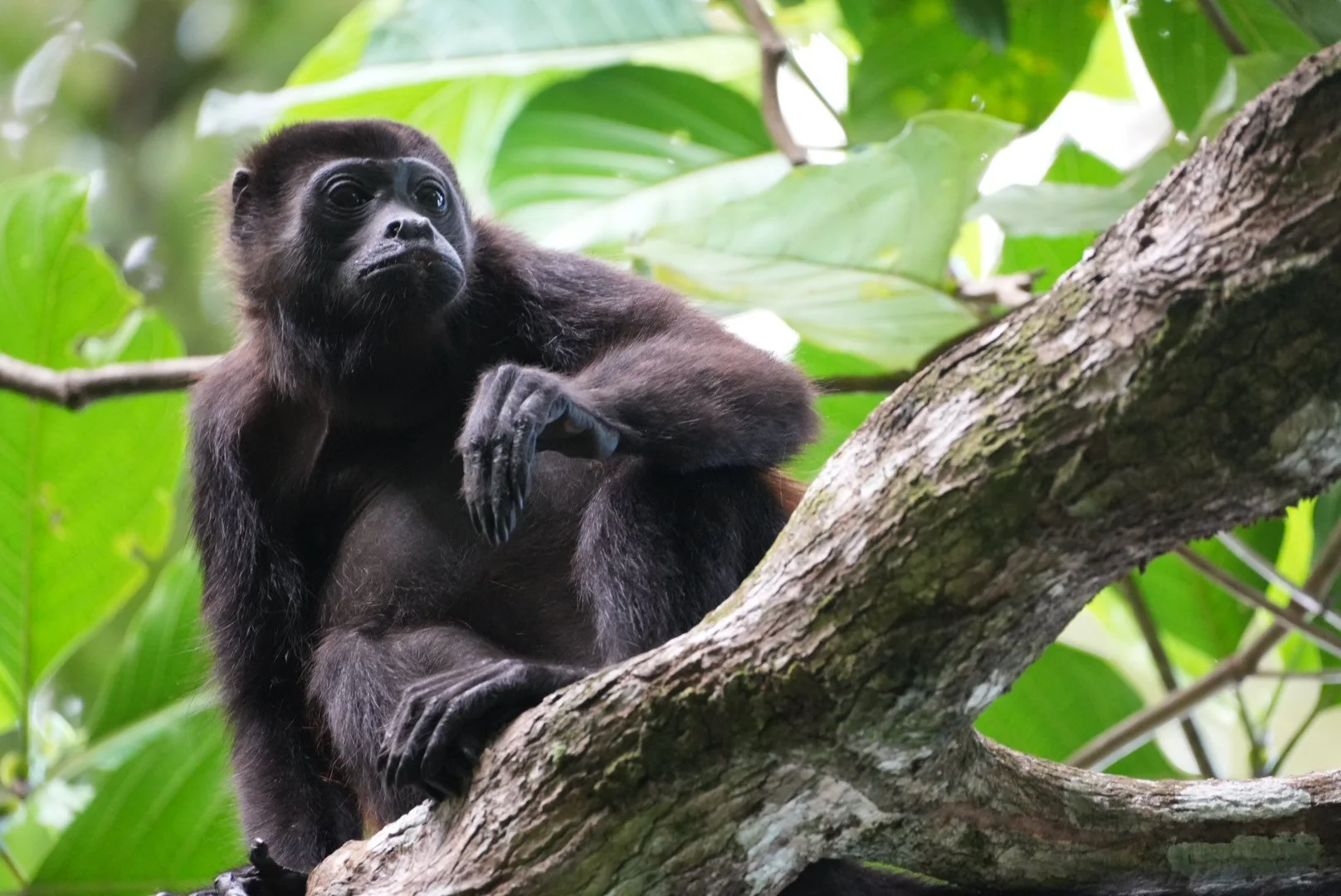 A black gibbon sitting on a tree branch surrounded by green leaves.