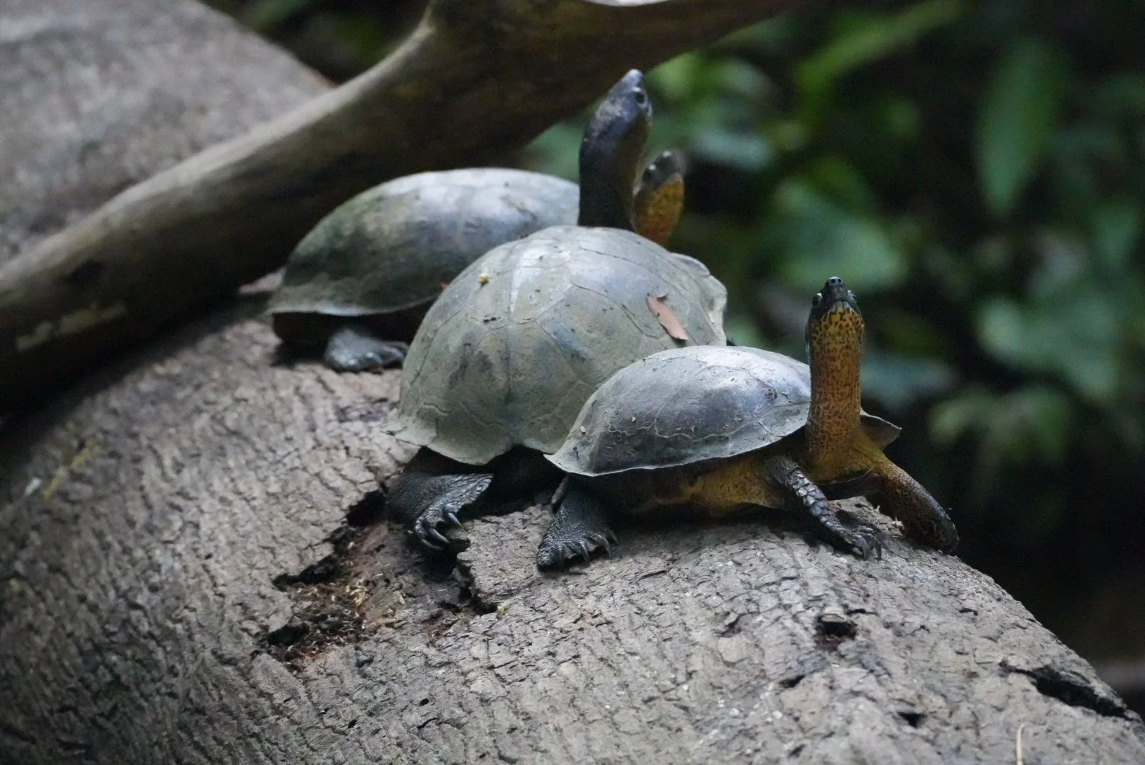 Two turtles with emerging heads sitting on a tree branch with one turtle in the background and a green leafy background.