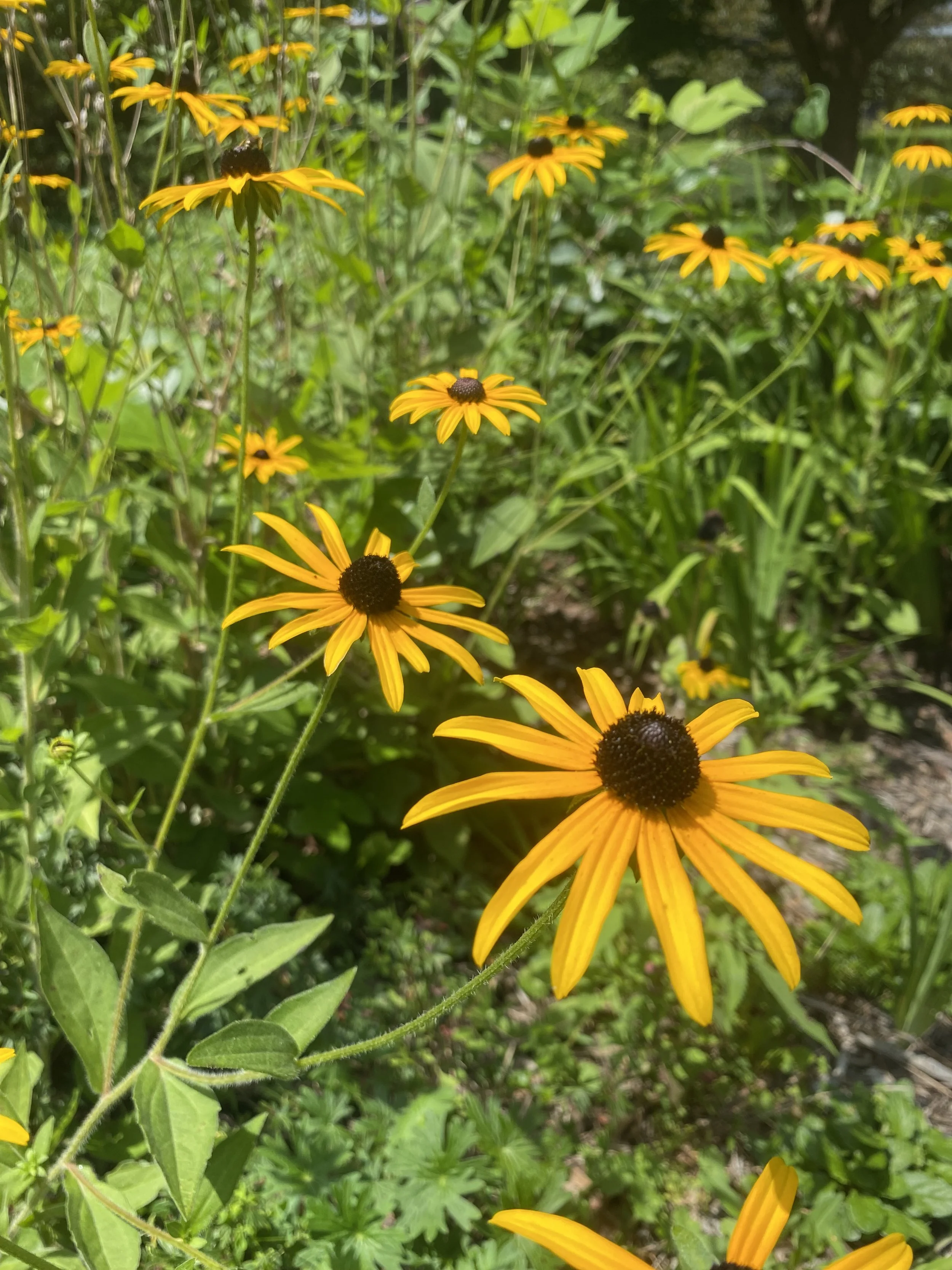 Close-up of yellow flowers with dark centers, surrounded by green leaves and stems in a garden.