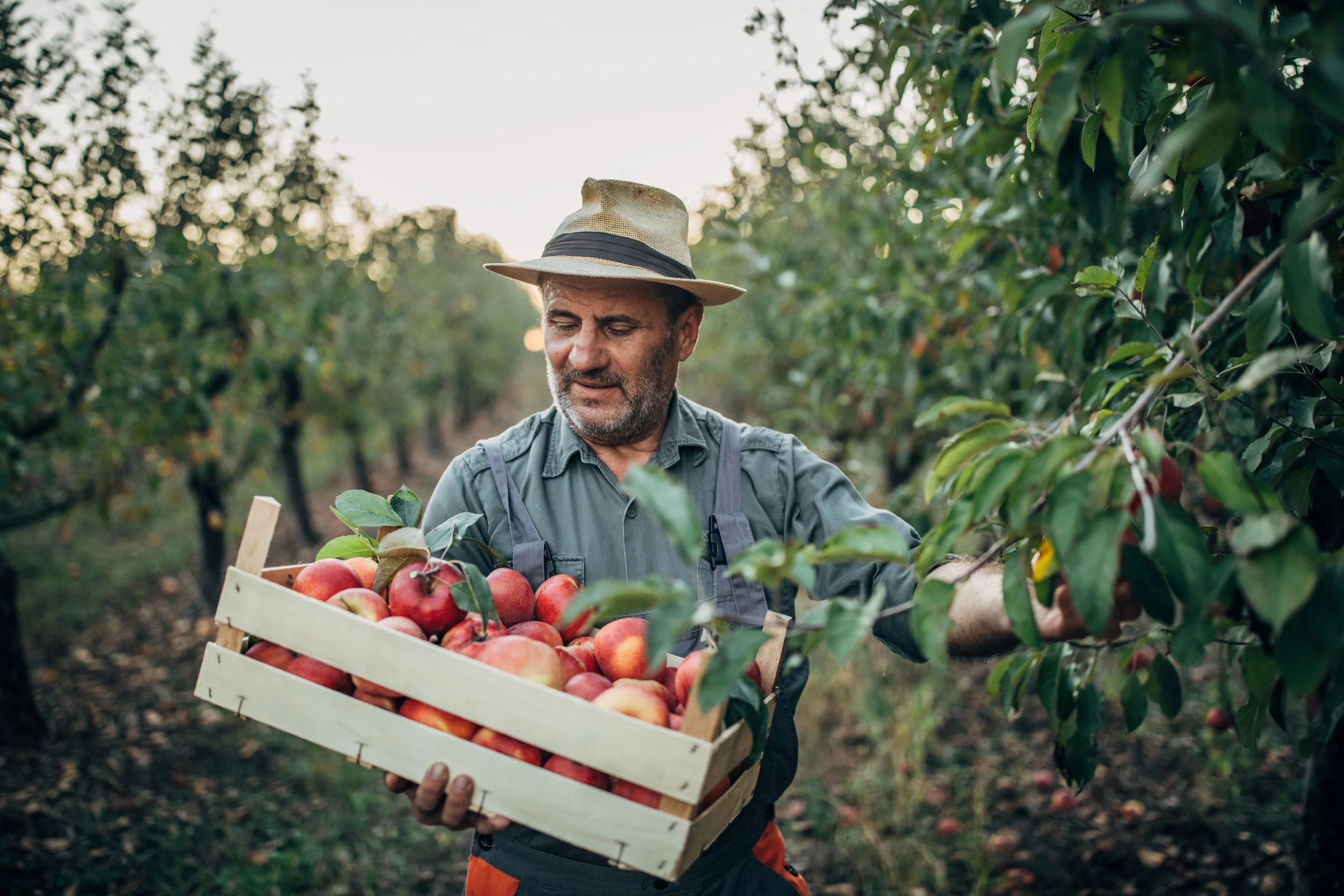 Man harvesting apples in an orchard, carrying a wooden crate filled with red apples, wearing a hat and outdoor clothing.