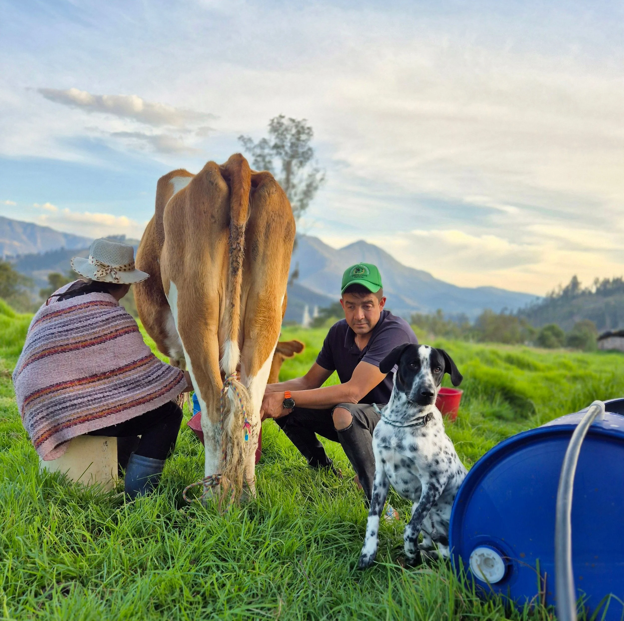 Dairy farm workers