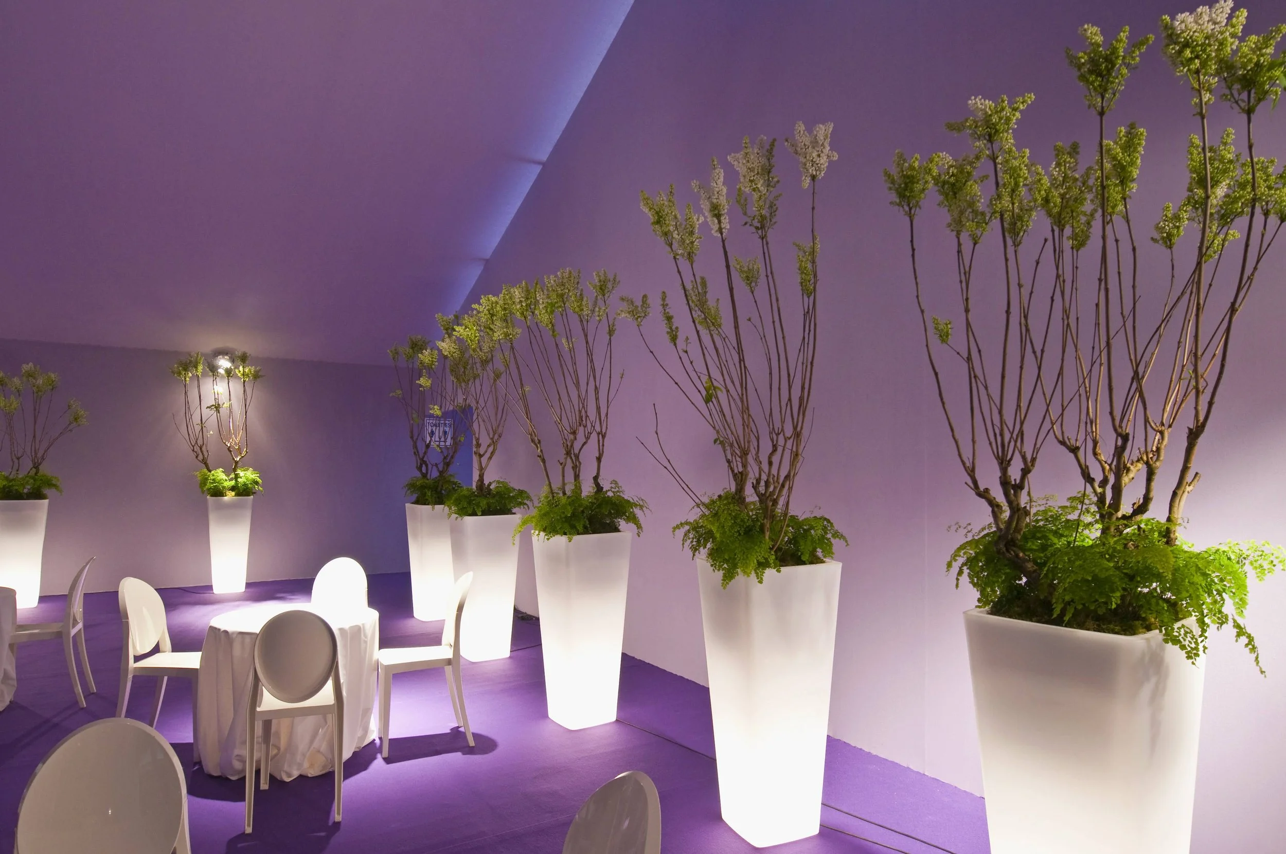 Intérieur avec des plantes vertes en pot blanc, décor violet, mobilier blanc, lumières douces.