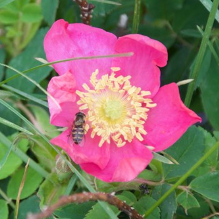 A pink flower with yellow stamens and a bee on its petal surrounded by green foliage.