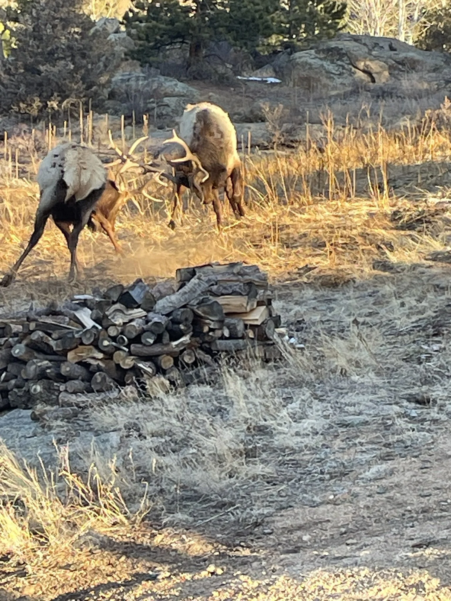 A landscape scene showing two deer grazing in a field with dried grass and stone piles. In the background, there are rocks and trees, with a warm sunlight illuminating the scene.