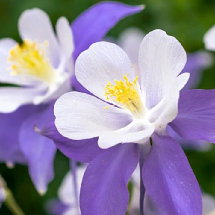 Close-up of a purple and white flower with yellow stamens.