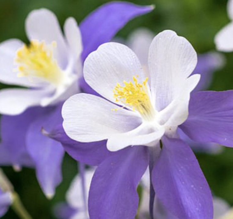 Close-up of a purple and white flower with yellow stamens.