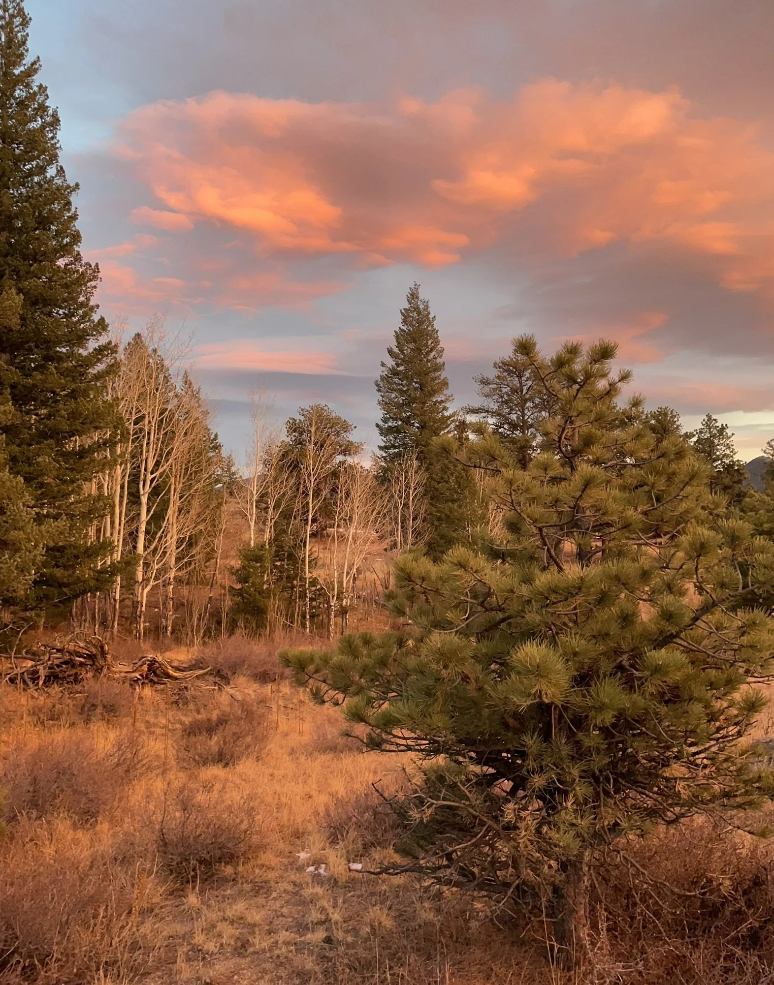 A landscape scene at sunset with a pink and orange sky, tall trees including pine and deciduous trees, and dry grass in the foreground.