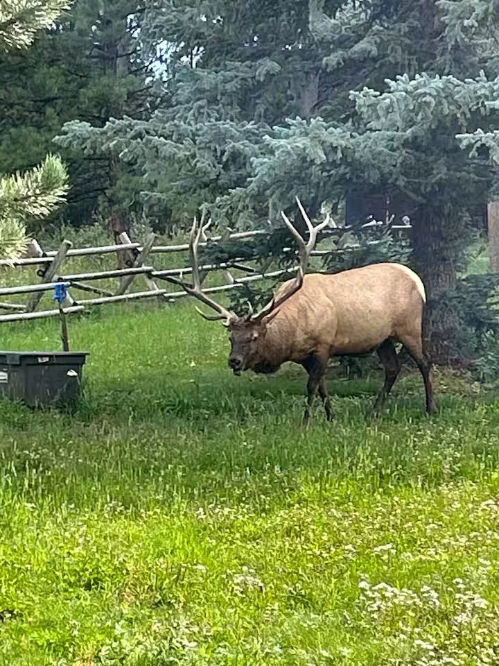 A large elk with impressive antlers standing in a grassy yard near trees and a wooden fence.