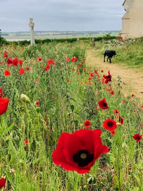 A rural field with red poppies along a dirt path, a black dog standing in the background, an old stone building on the right, and a windmill and open countryside in the distance under overcast skies.