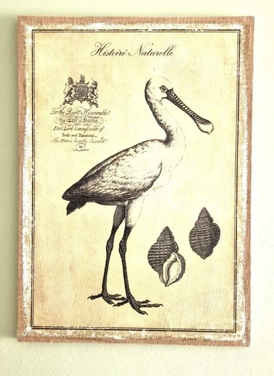 Vintage print of a bird called the dodo, with its name and a brief description, surrounded by a decorative border.