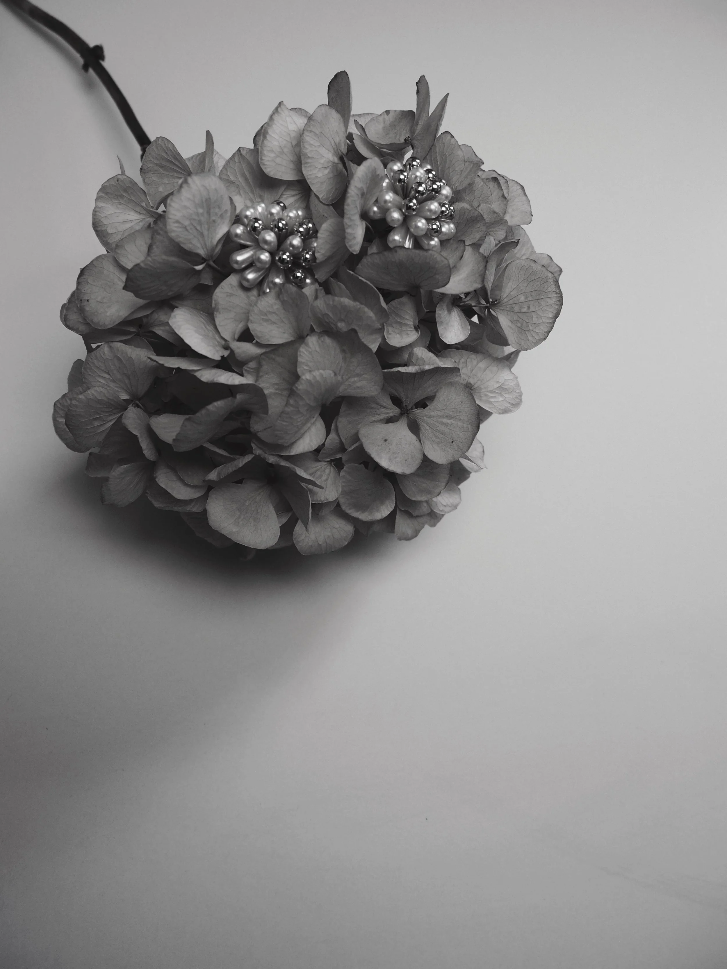 Schwarze und weiße Hortensienblumen mit Perlen dekoriert, auf einer weißen Oberfläche fotografiert.