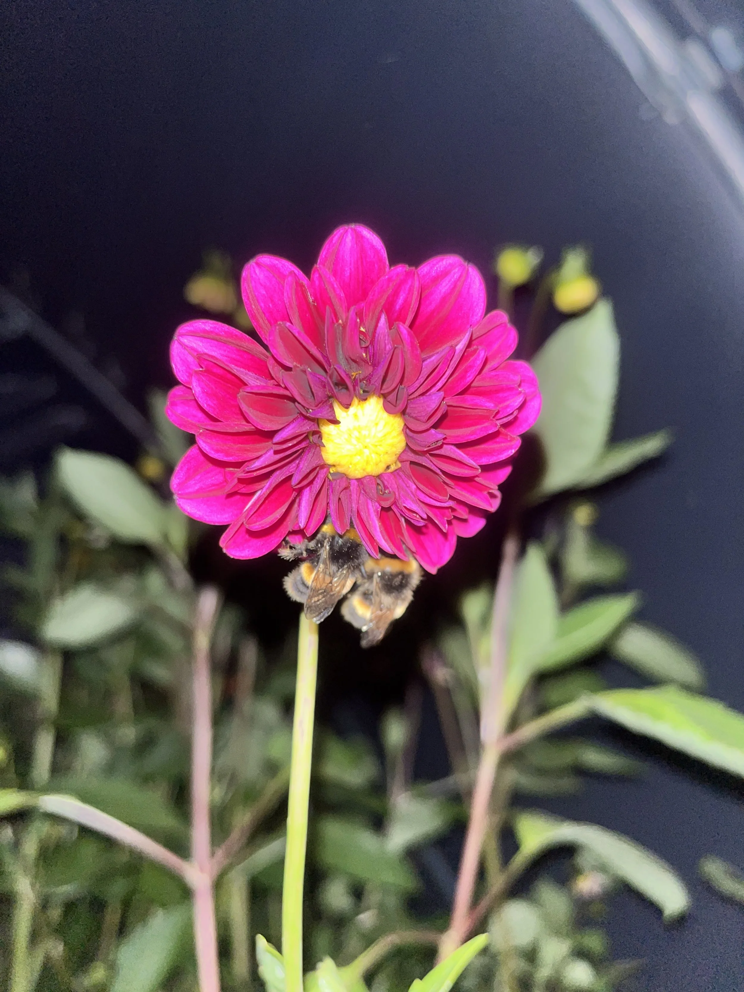       
  
    3rd August 2026  When the bees are sleeping…  This evening Neil and I have been gathering flowers ready for market tomorrow. Harvesting and conditioning take us about two hours but we enjoy it so some nights we take our time.   Harvest 