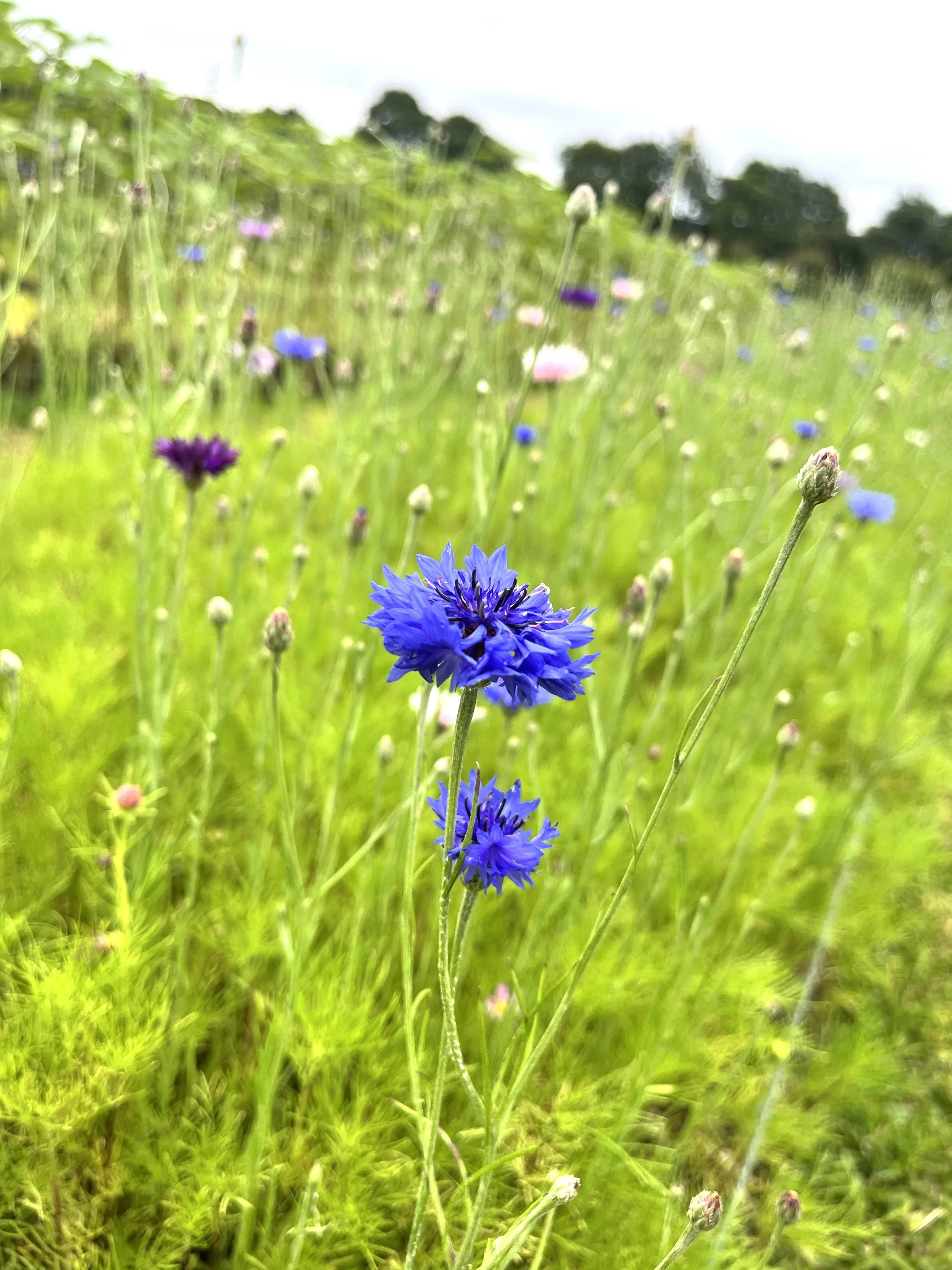 Close-up of a blue cornflower in a green grassy field with other wildflowers and trees in the background.
