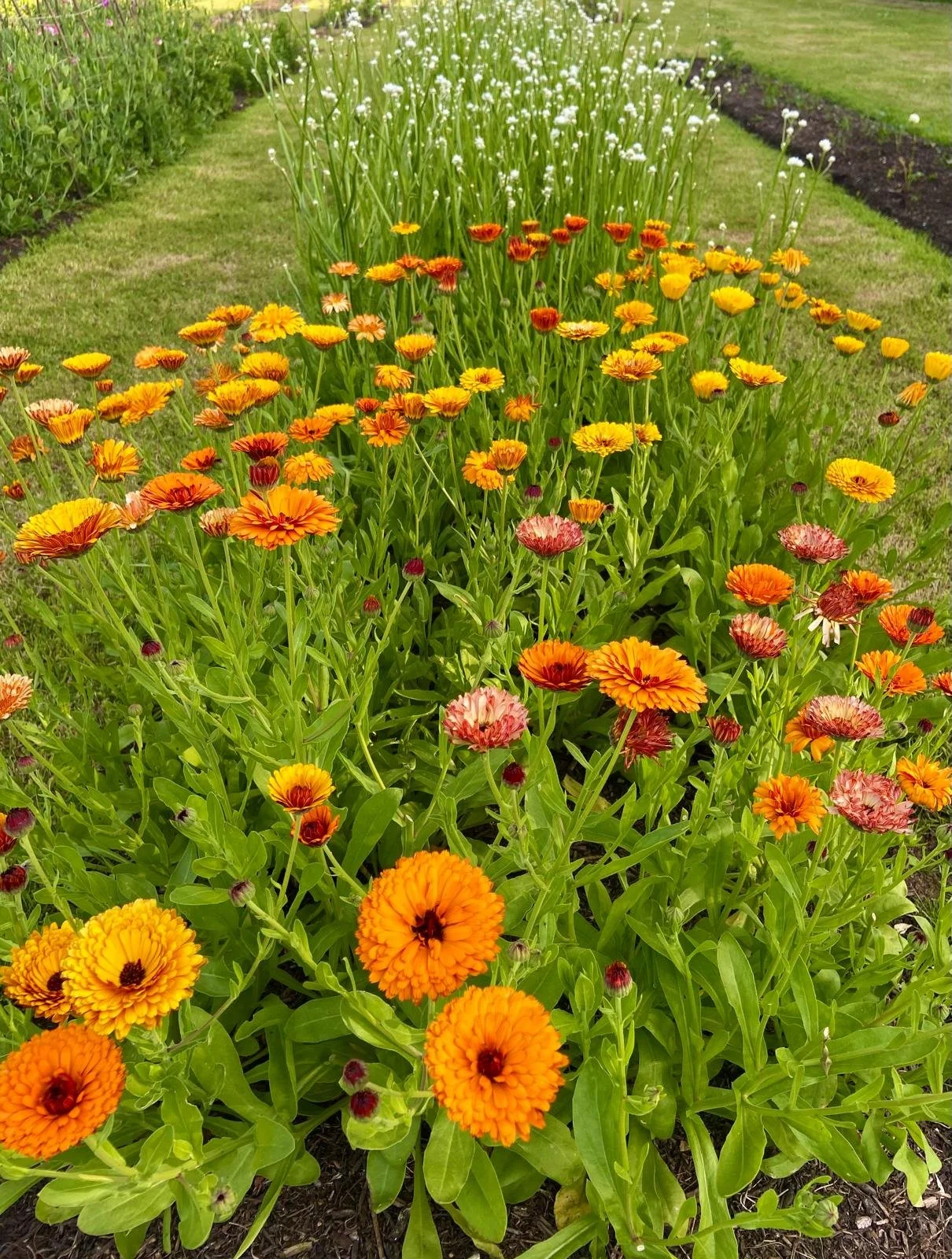 Colorful orange, yellow, and pink flowers in a garden bed with green foliage.