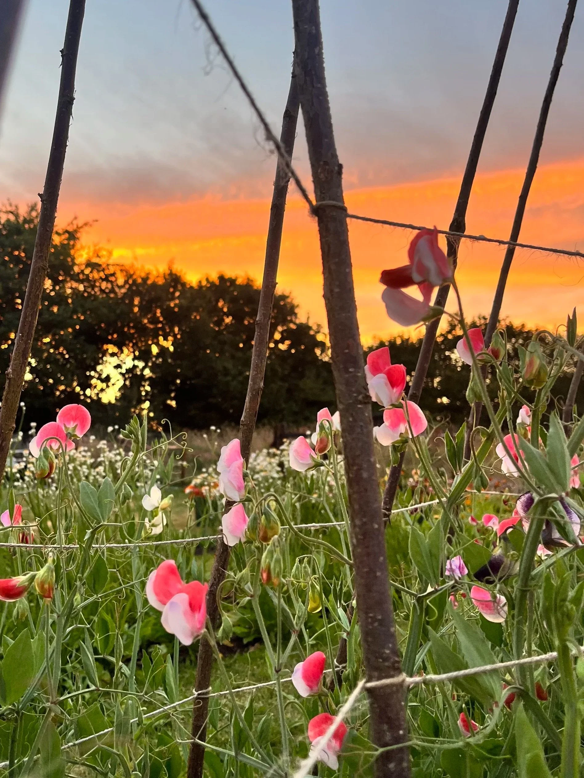 Close-up view of pink and white flowers growing among green foliage and surrounded by thin brown sticks at sunset with an orange and gray sky and trees in the background.