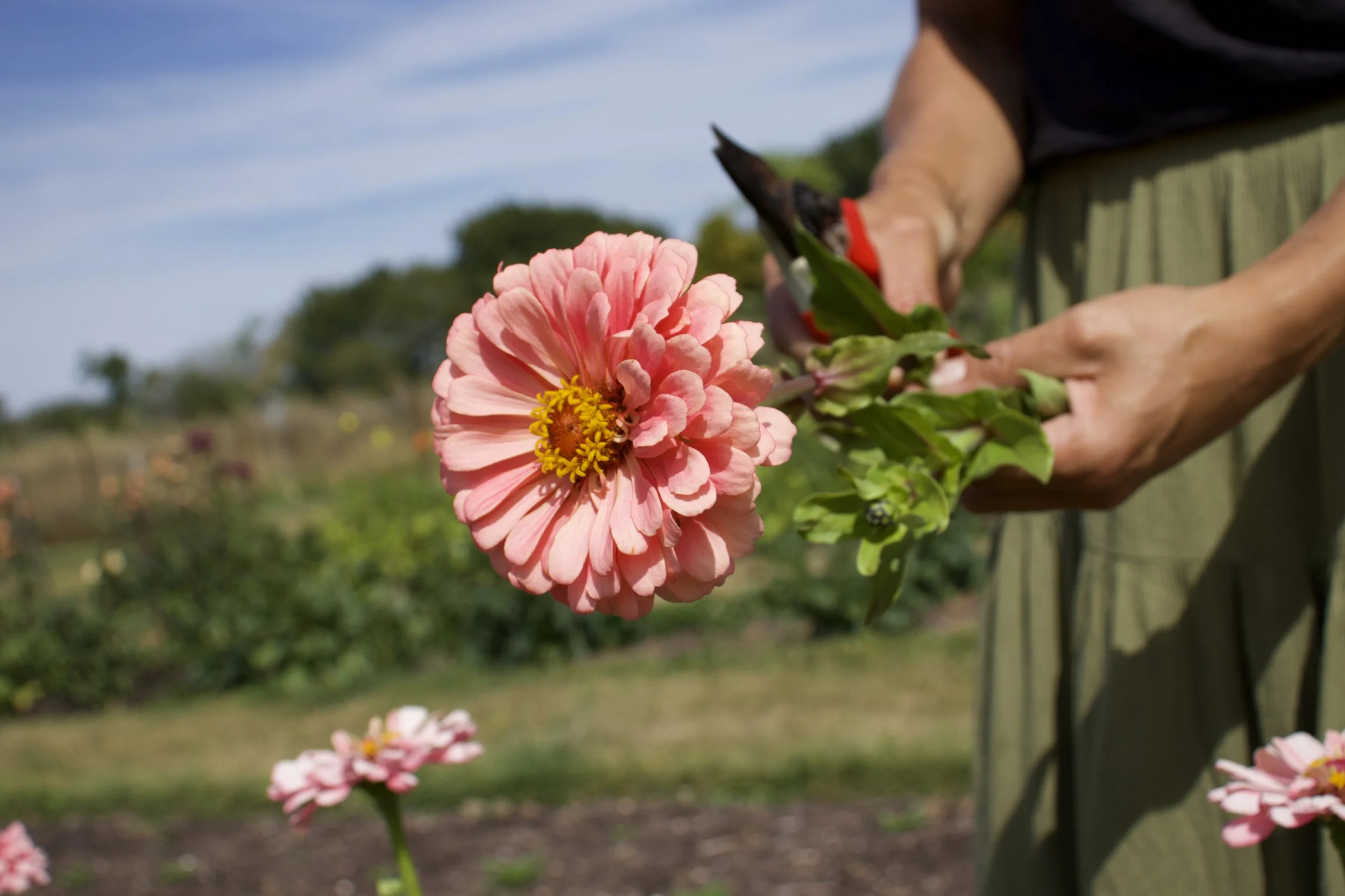 A person pruning a pink flower with garden shears in a garden during daytime.