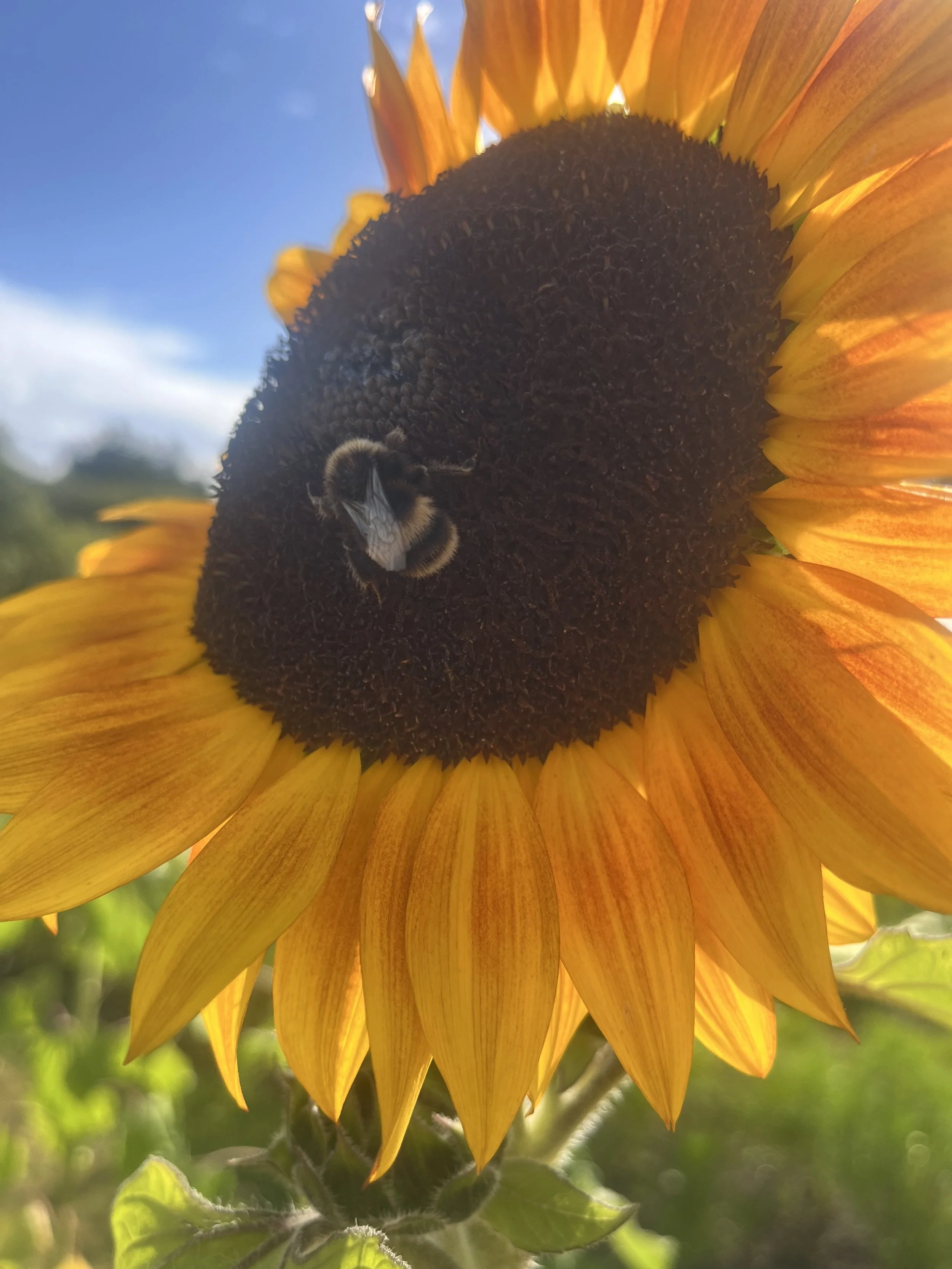 Close-up of a sunflower with a bee on its dark center, yellow petals, and green leaves in the background.