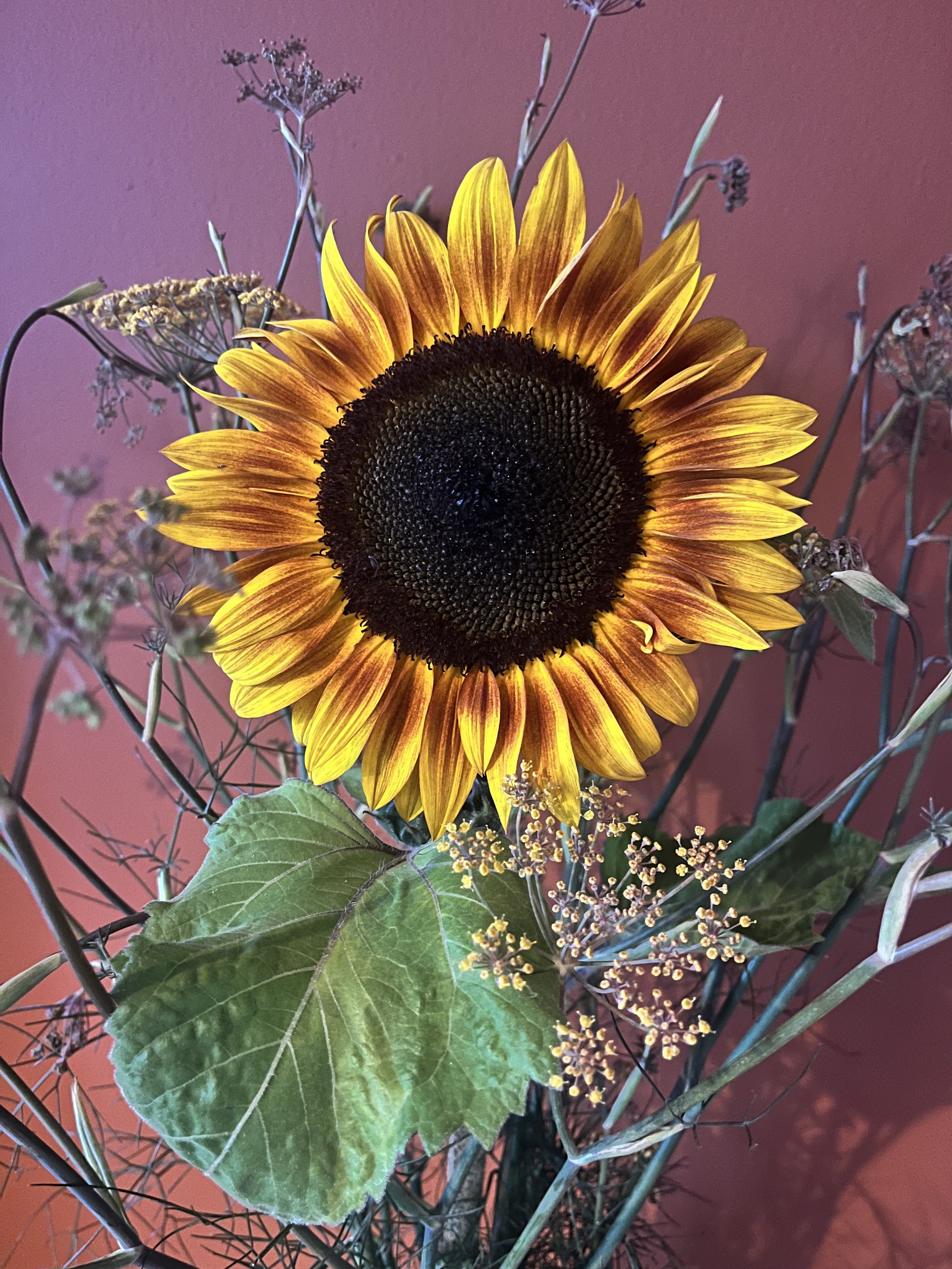 A sunflower with yellow petals and a dark center, surrounded by green leaves and small dried flowers, set against a reddish background.