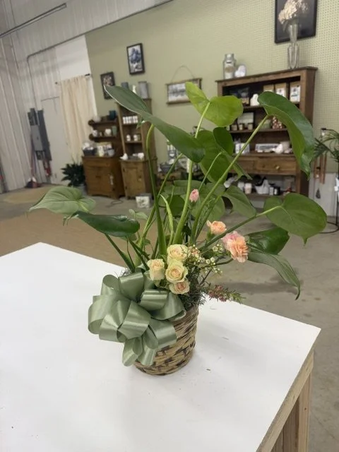 premium monstera.jpeg