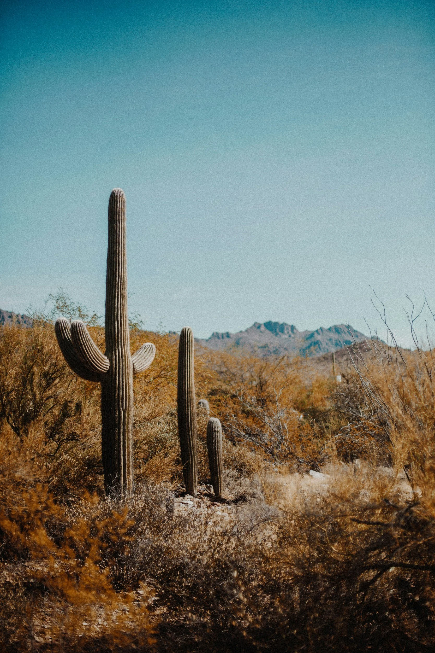 Desert landscape with large saguaro cacti, dry bushes, mountainous background, and clear blue sky.