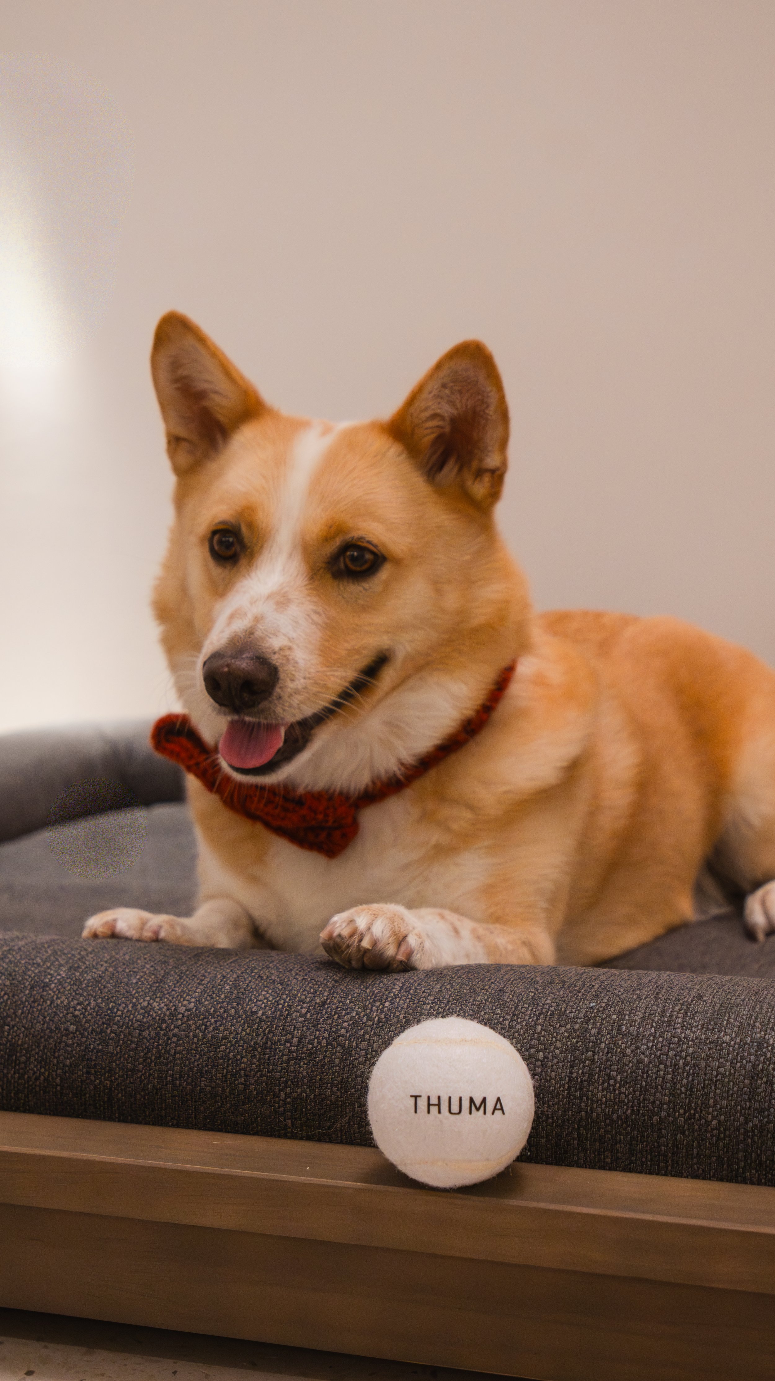 A tan and white dog lying on a gray cushion with a tennis ball labeled 'THUMA' in front of it.