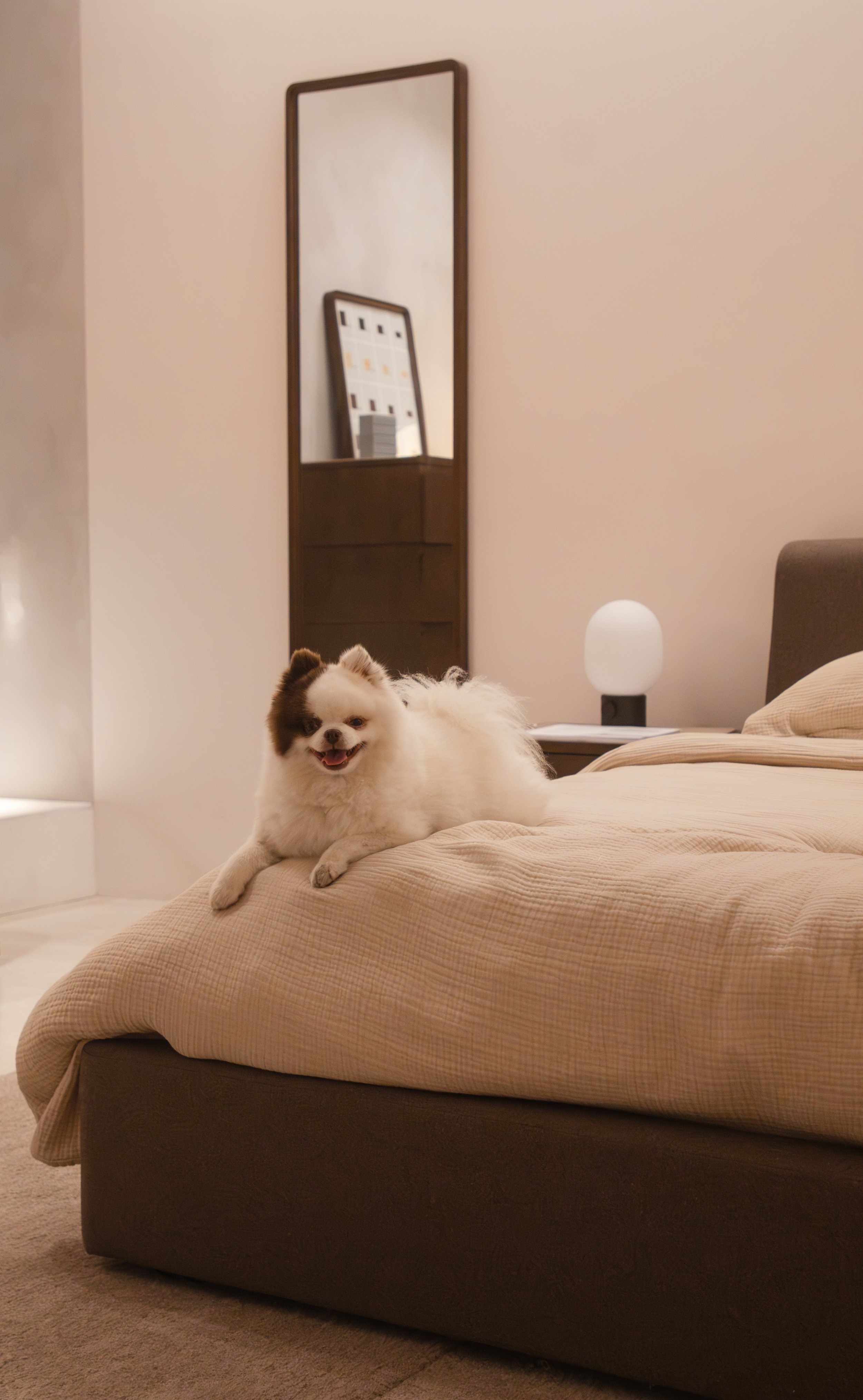 A fluffy white and brown dog lying on a beige bed in a bedroom with a modern lamp and a mirror.