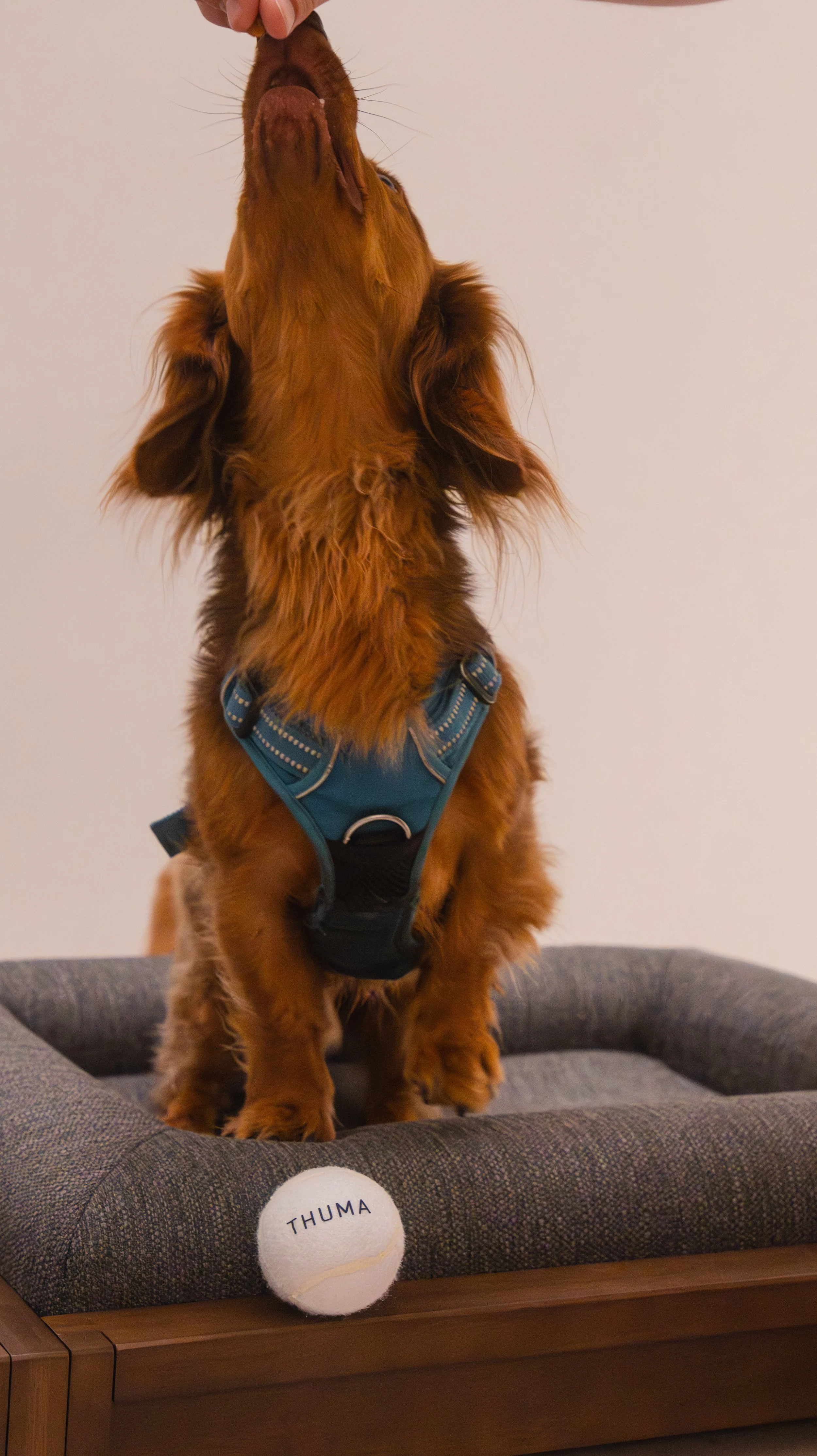 A brown dog with long ears wearing a blue harness, standing on a couch, reaching up to a person's hand. A tennis ball with the name 'THUMA' written on it rests on the couch in front of the dog.