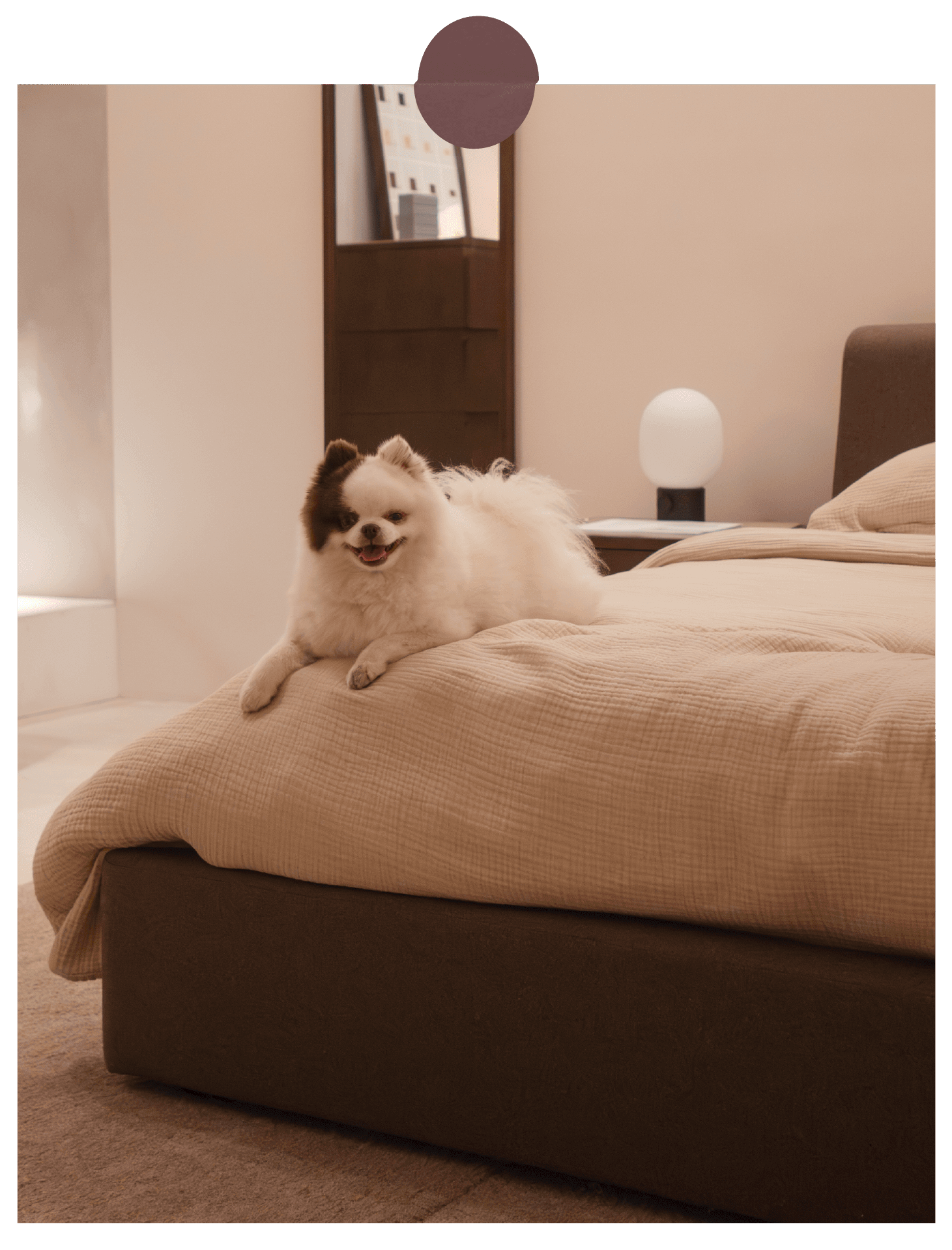 A fluffy white dog with a brown spot on its face lying on a beige bed in a bedroom, with a nightstand and night light behind it.