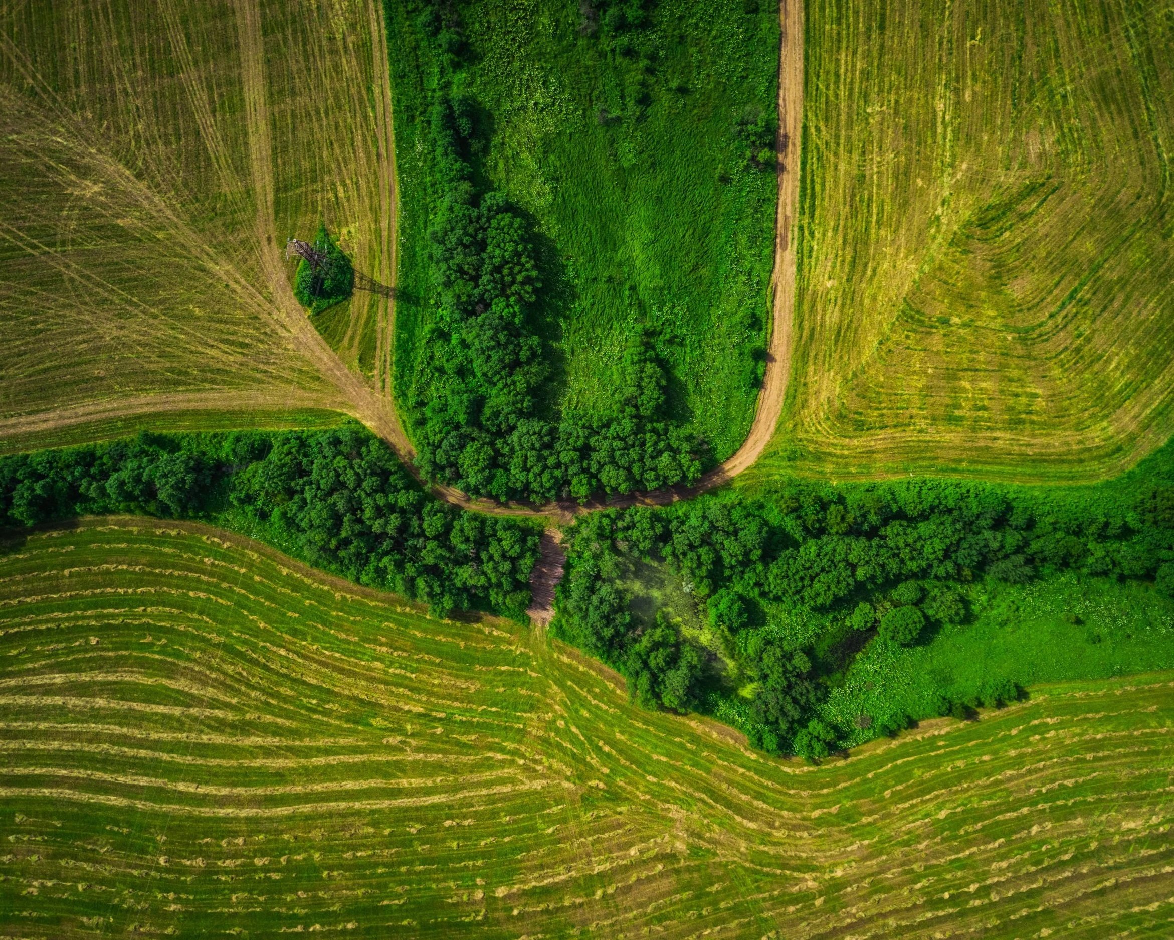 Aerial view of lush green farmland with rows of crops, trees, and a dirt path.
