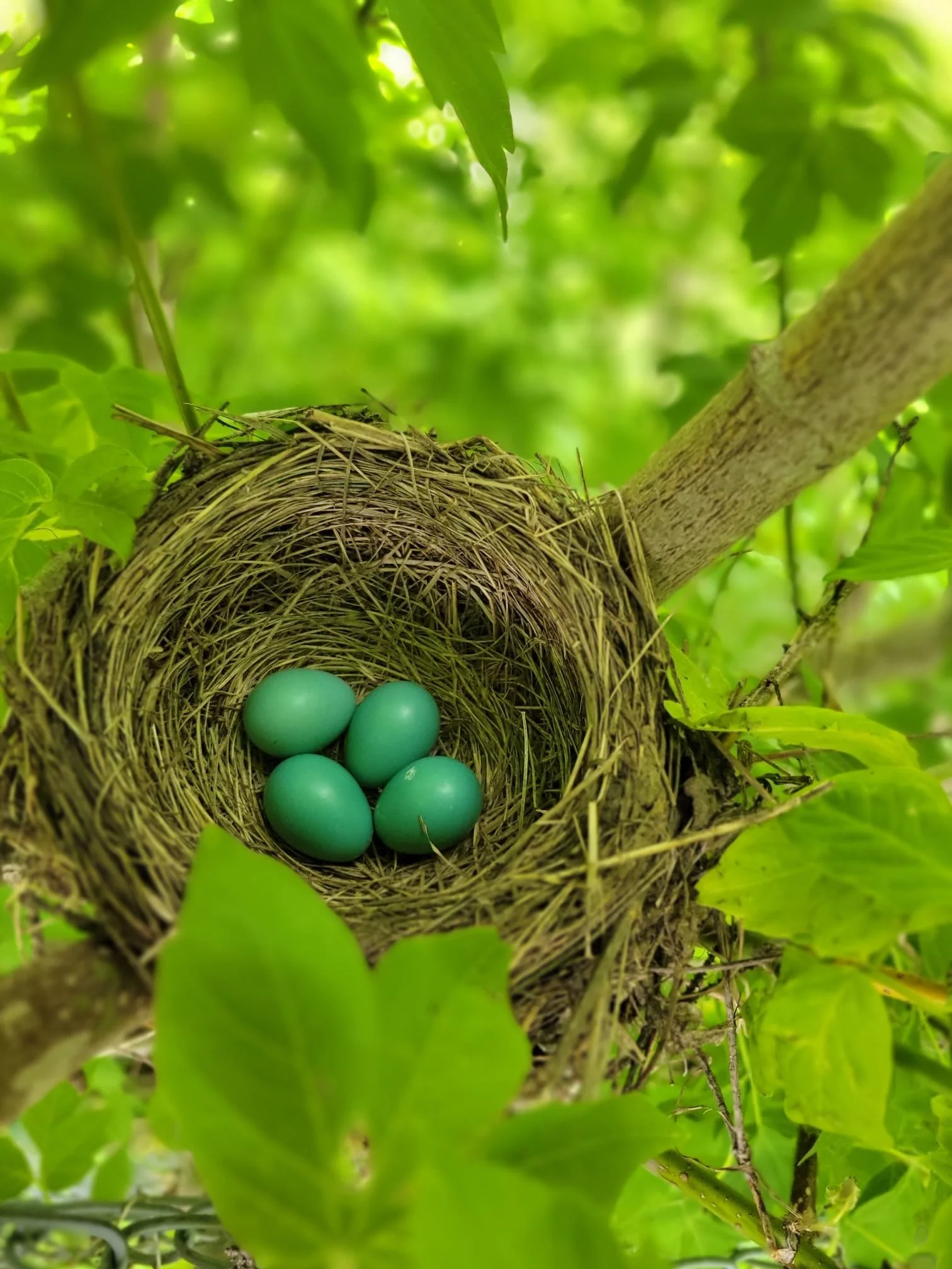A close-up shot of a bird's nest tucked away in bright green leaves holding four small turquoise blue eggs.