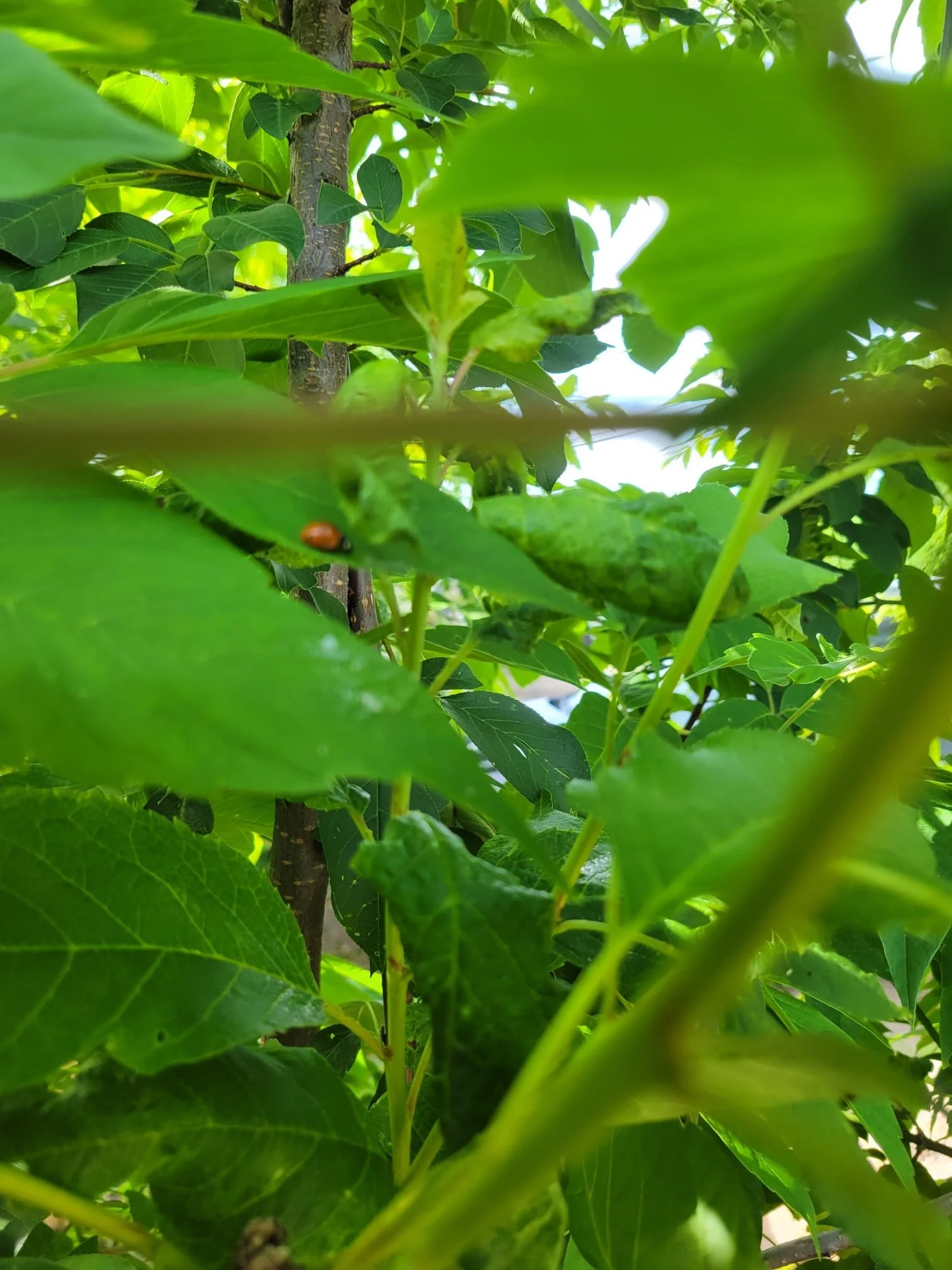 A small ladybug resting on bright green leaves in a bush outside.