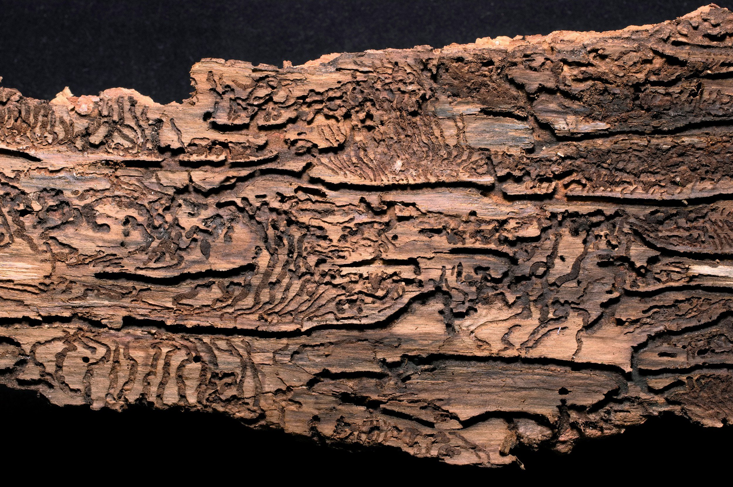 Wood damage inspected during a professional pest inspection