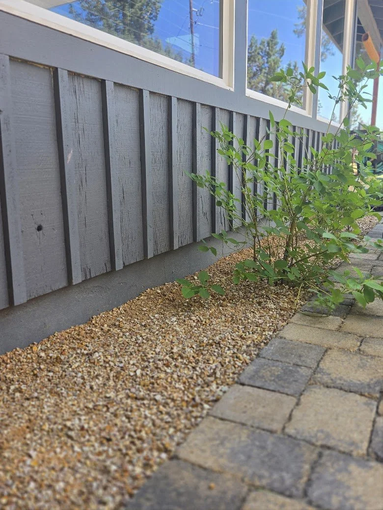 A small green shrub growing in a garden bed beside a brick pathway, with a gray wooden house siding and large windows above.