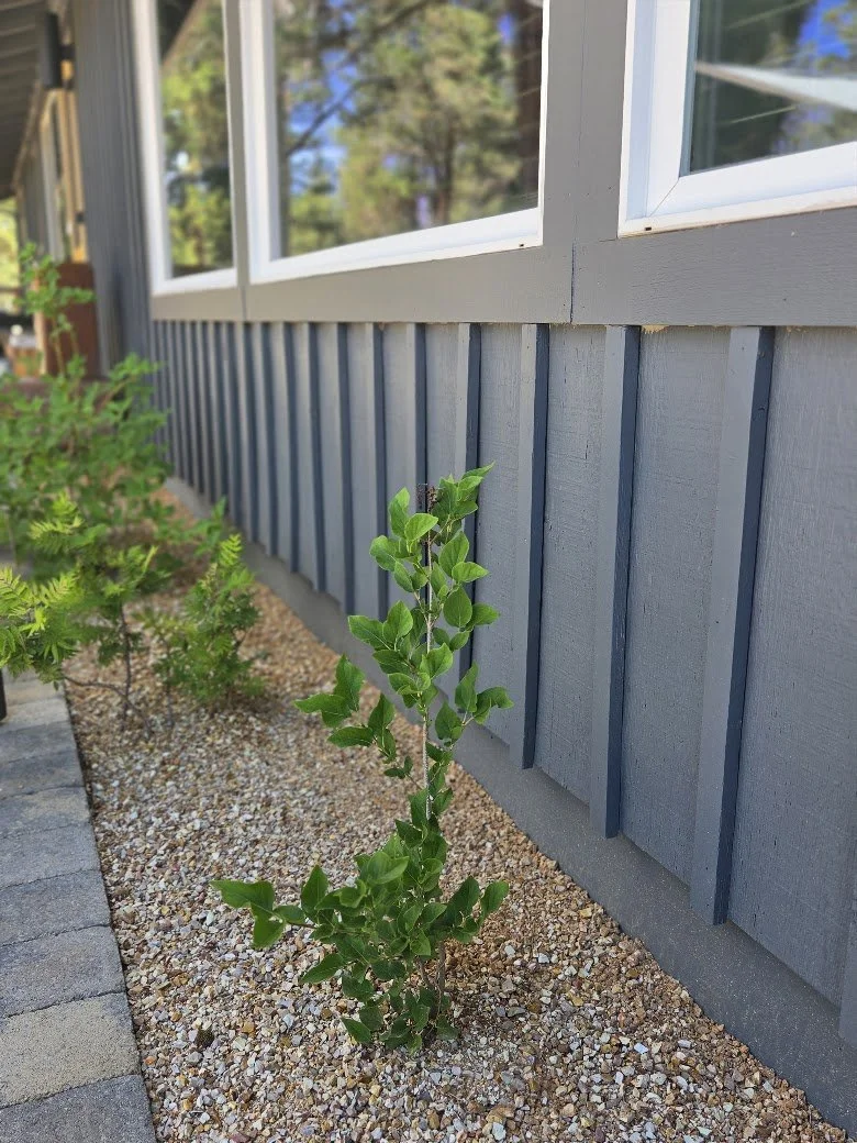 A small green plant growing in a gravel bed next to a house with blue siding and white-framed windows.