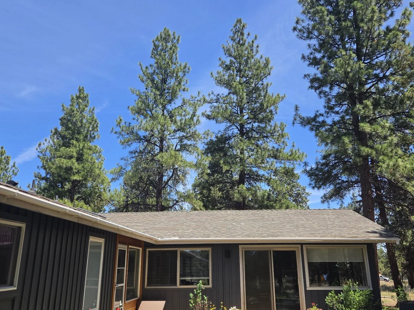 A house with dark gray siding and a brown roof, surrounded by tall green pine trees and a clear blue sky.